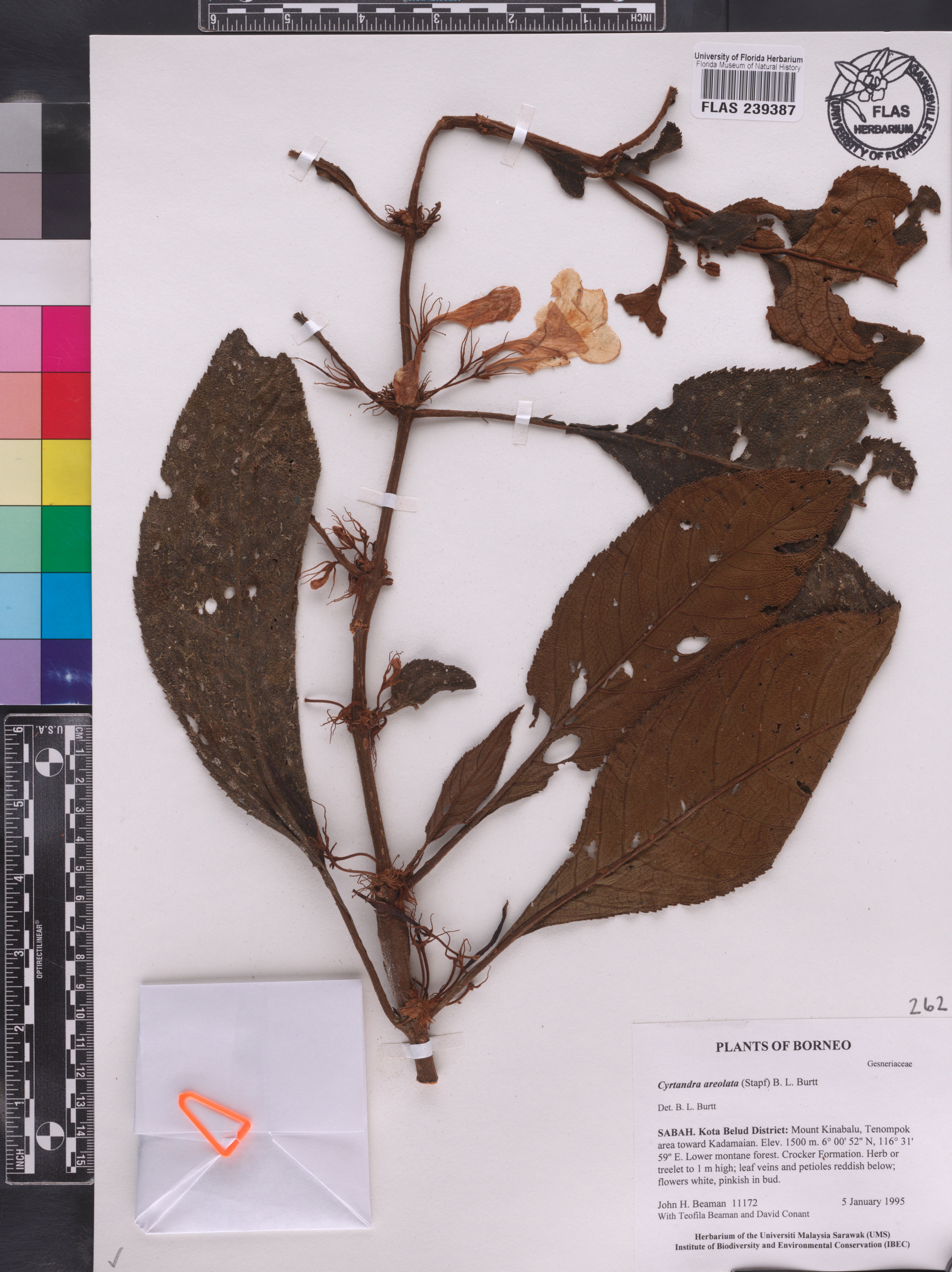Cyrtandra areolata image