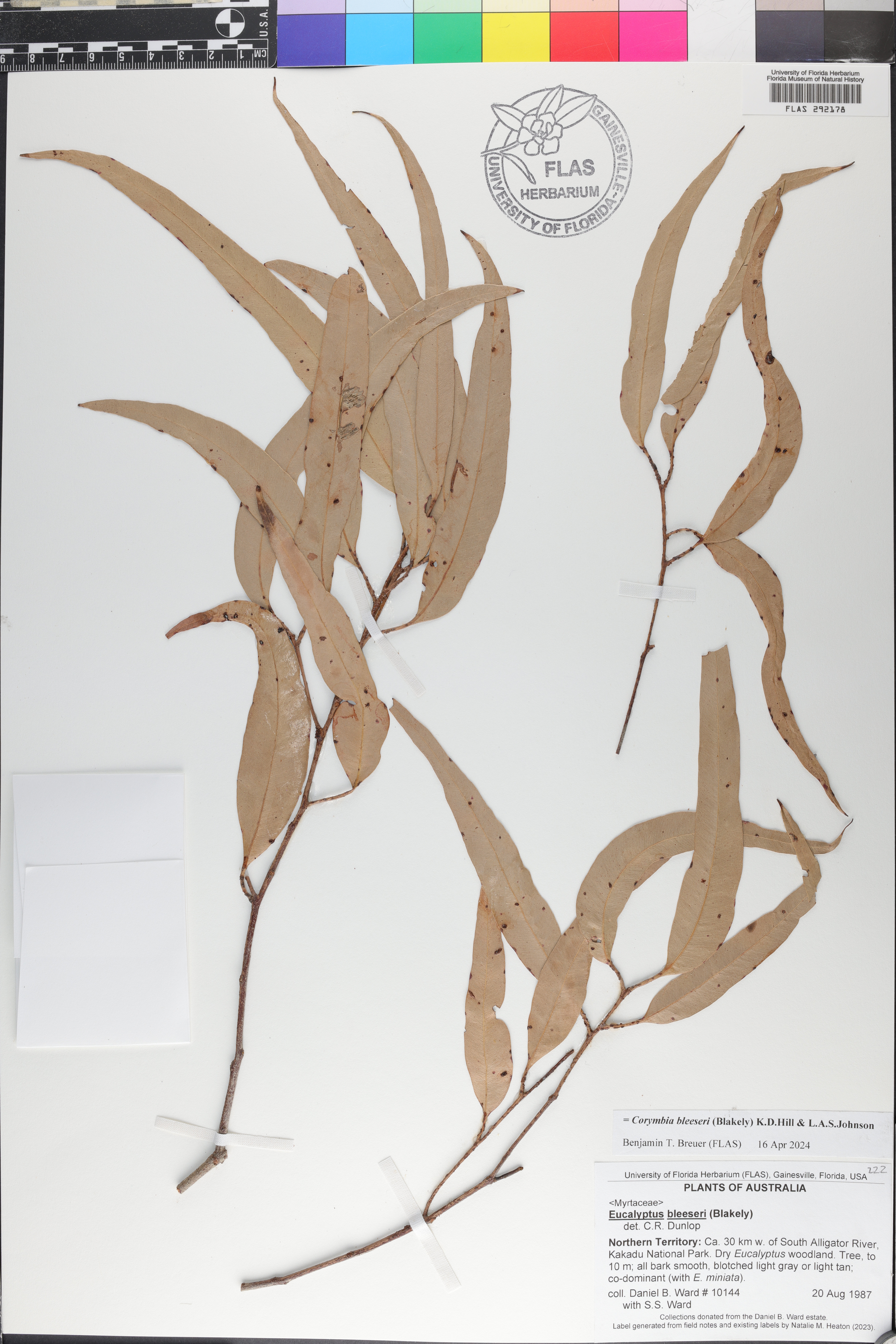 Corymbia bleeseri image