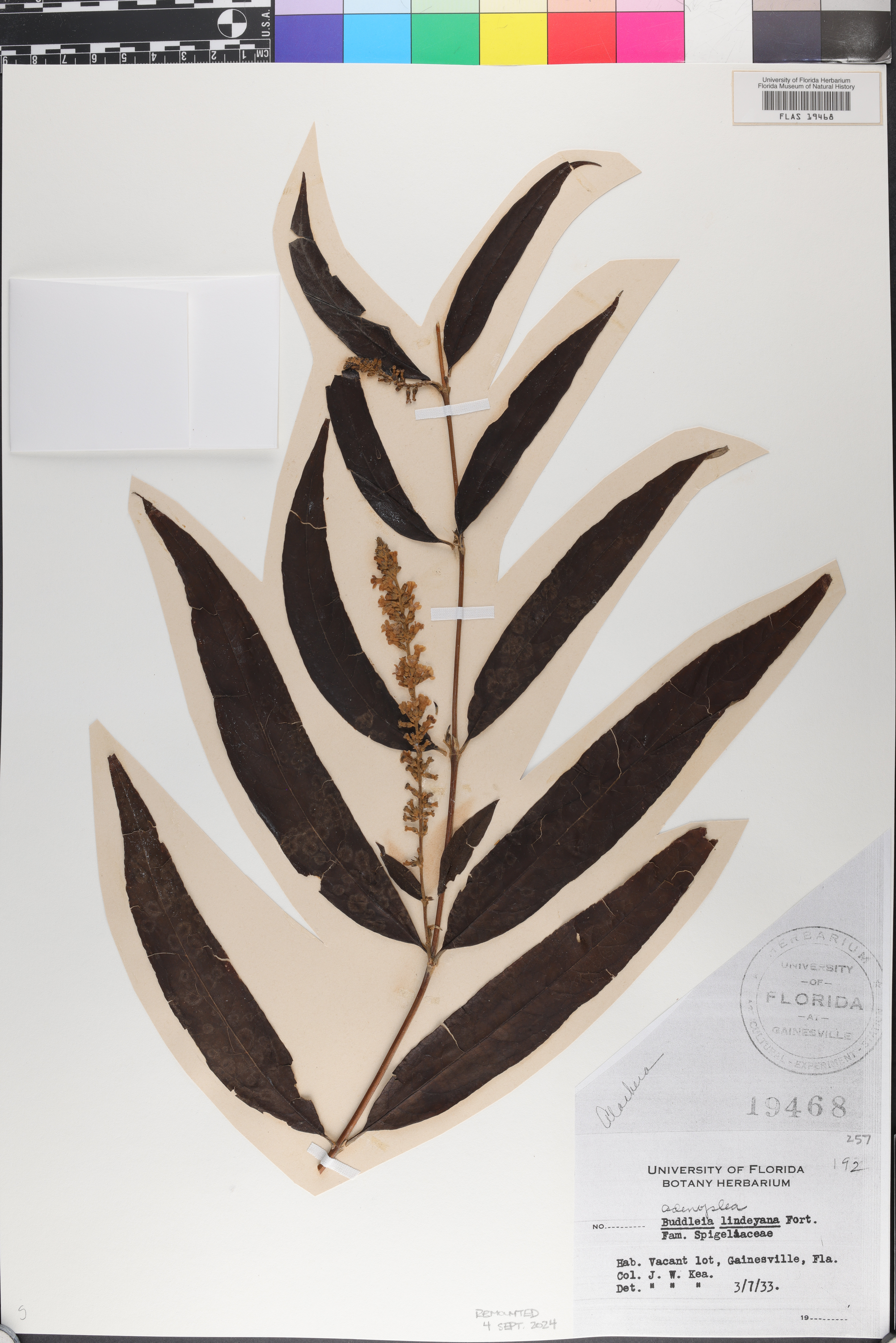 Adenoplea image