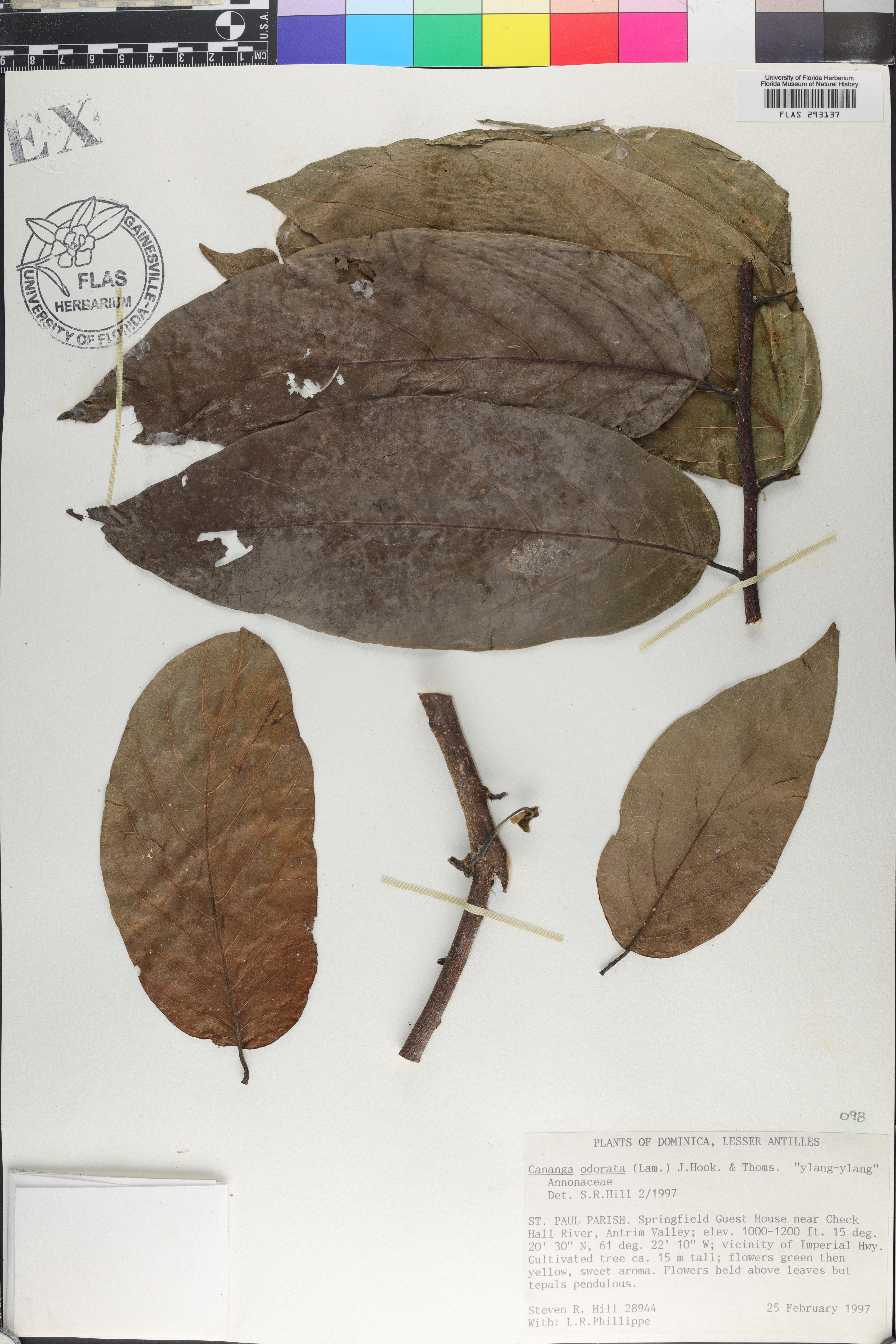 Cananga odorata image
