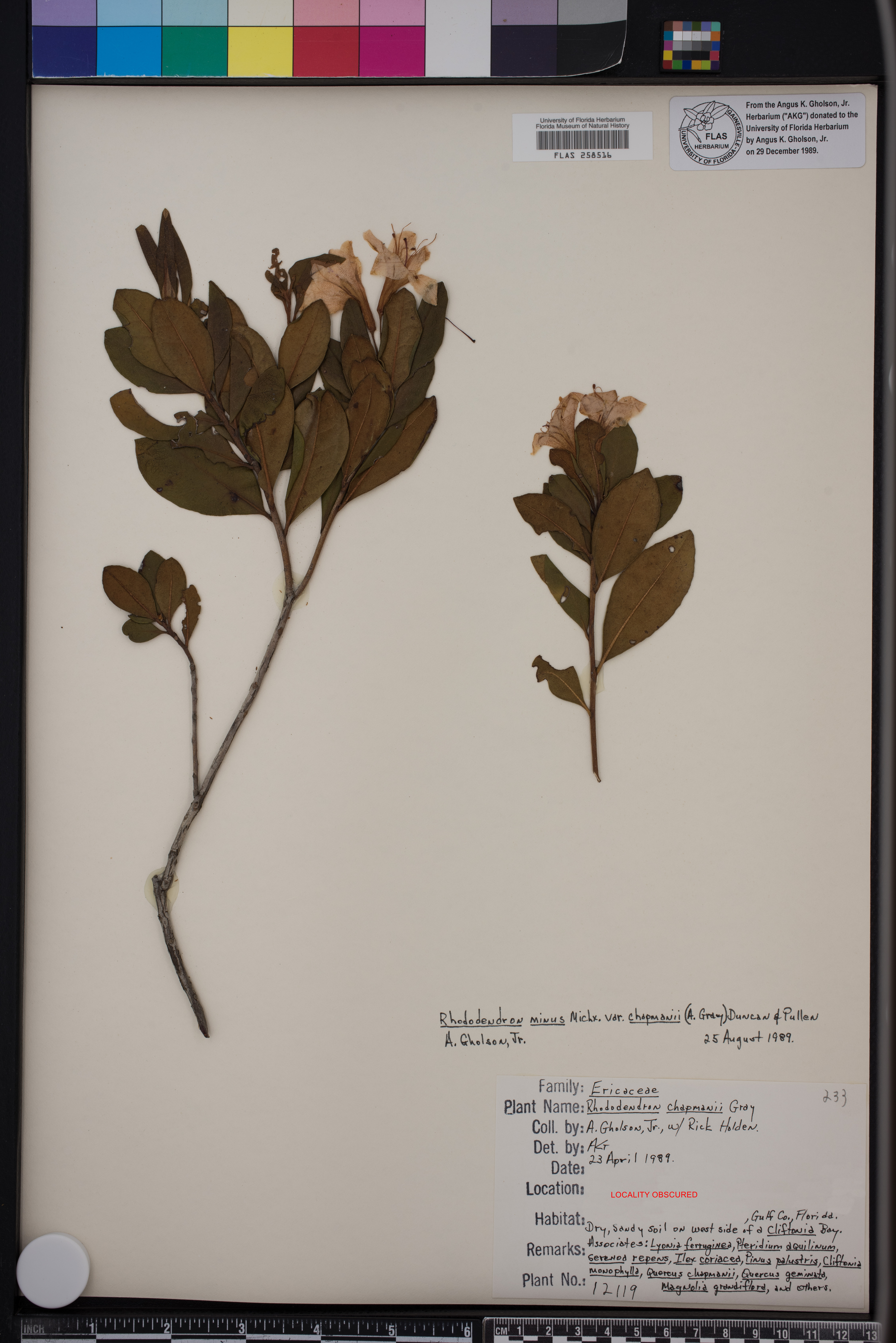 Rhododendron minus var. chapmanii image