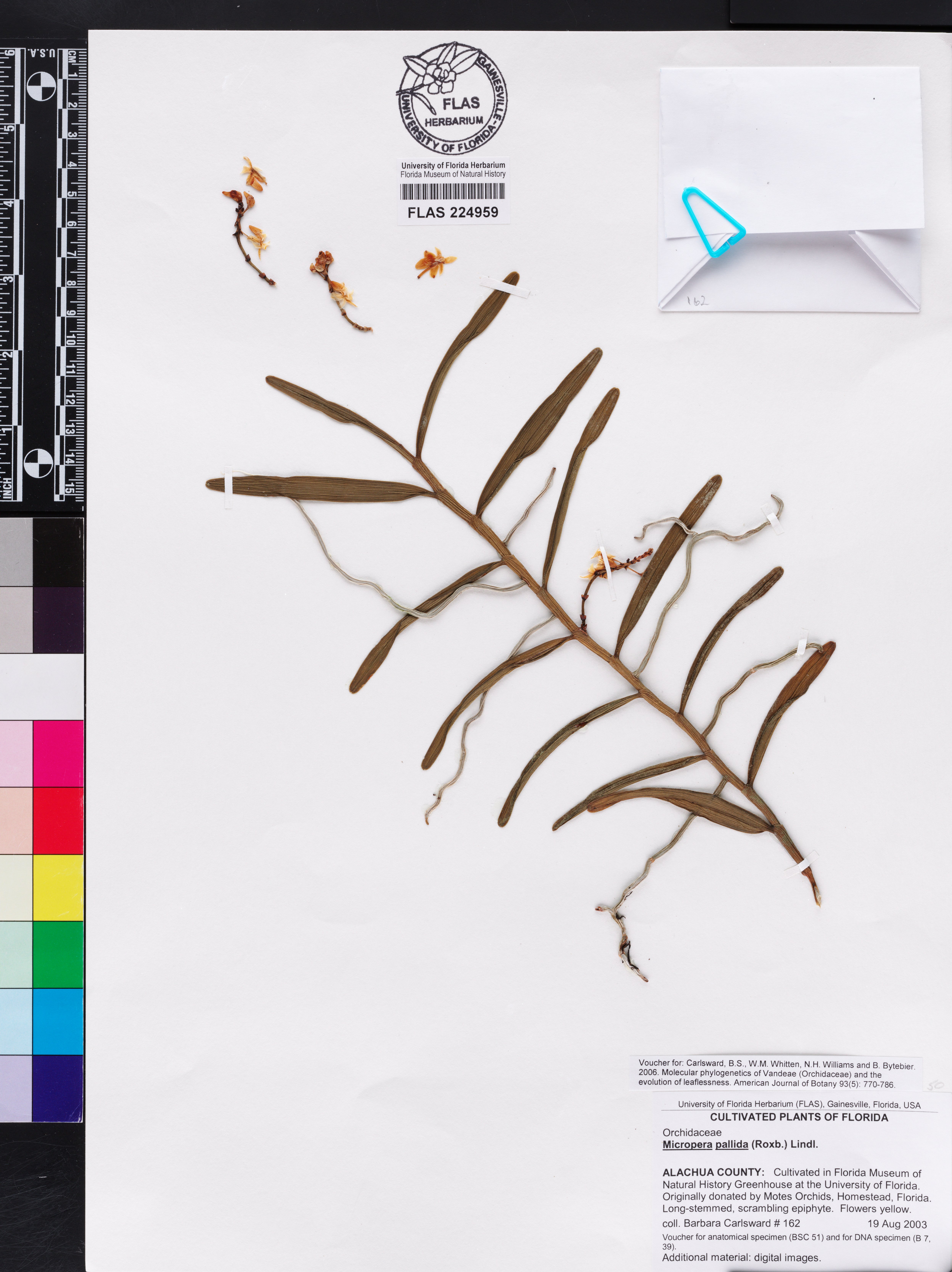Micropera pallida