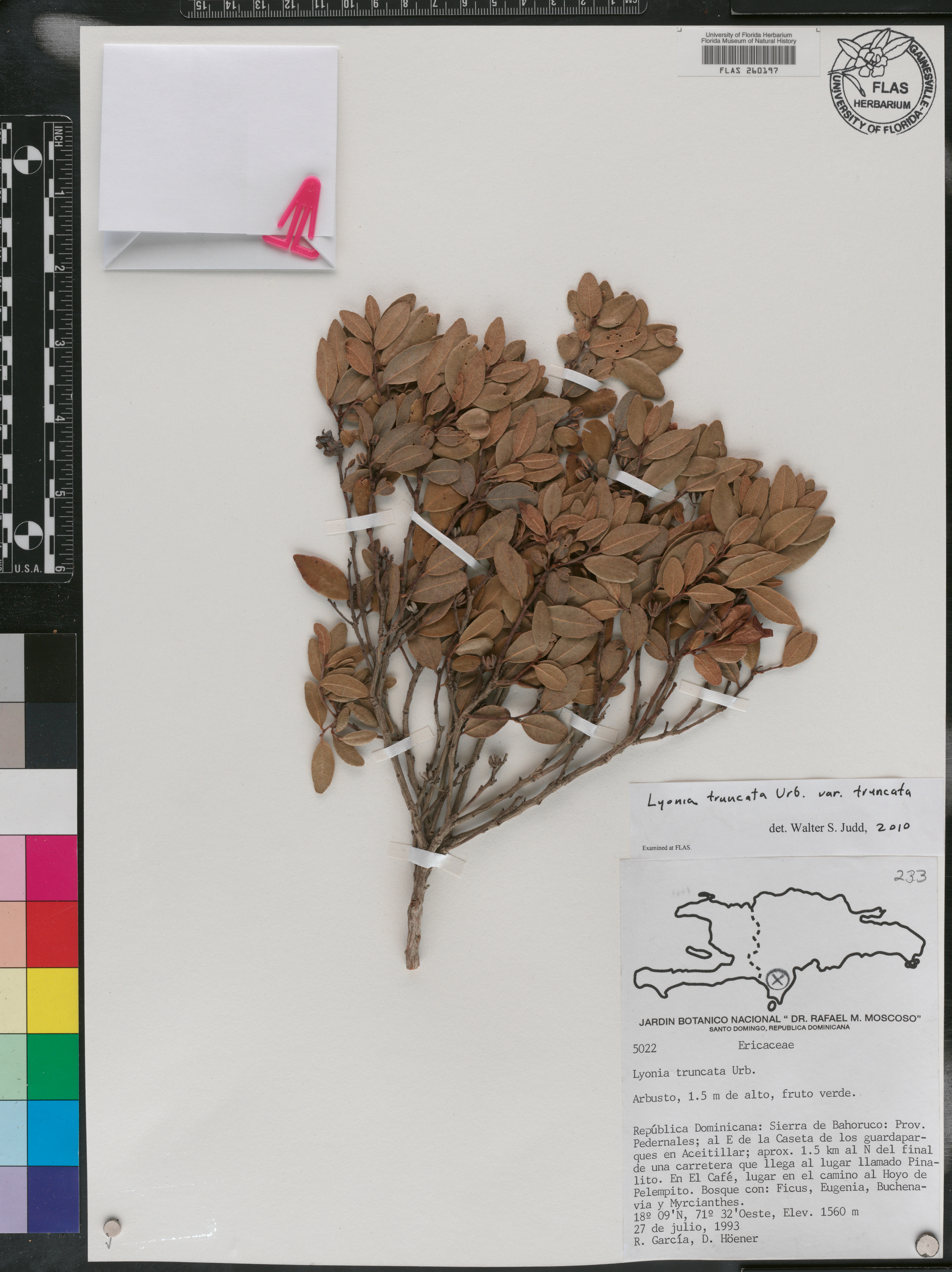 Lyonia truncata var. truncata image