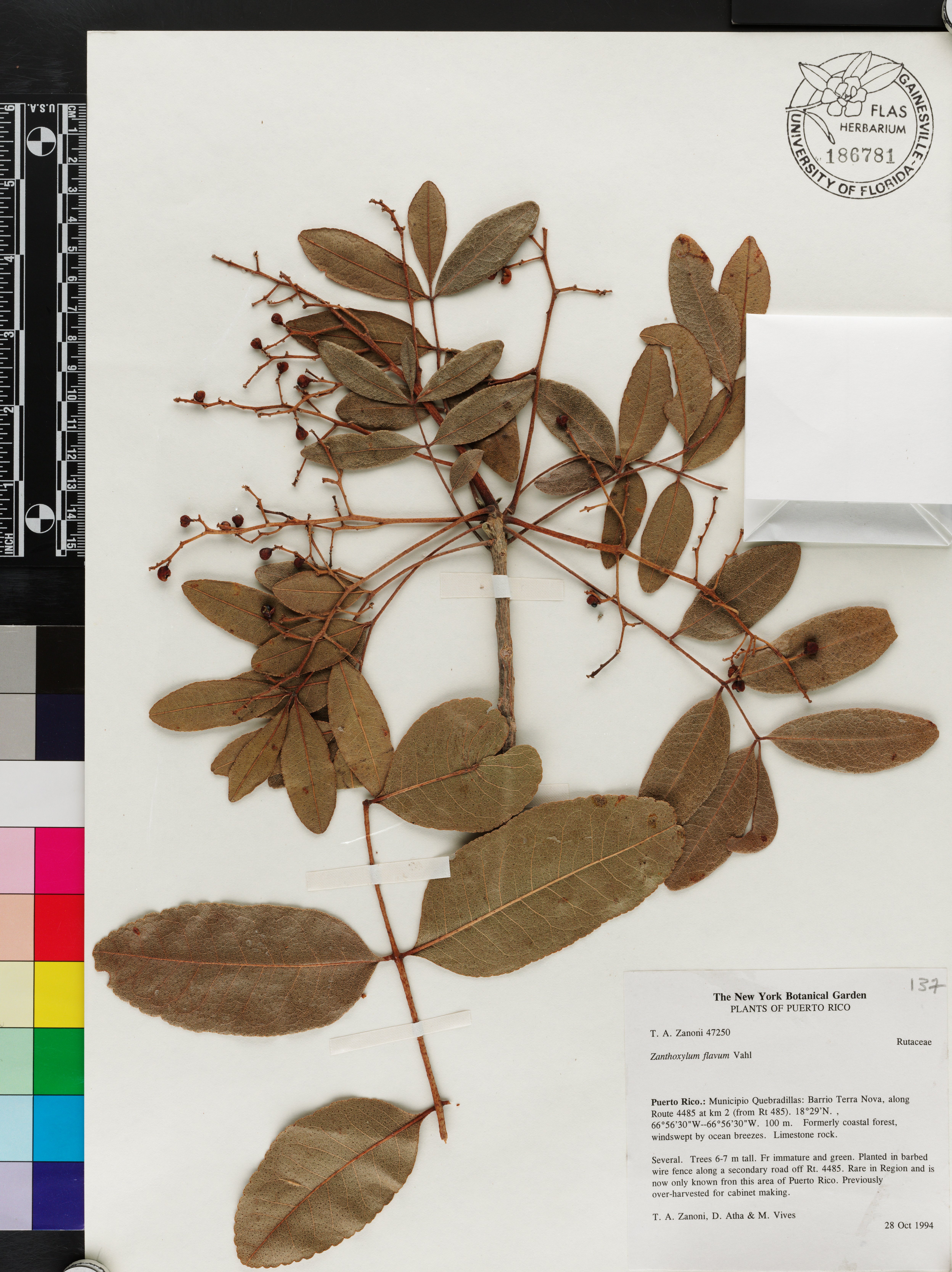 Zanthoxylum flavum image