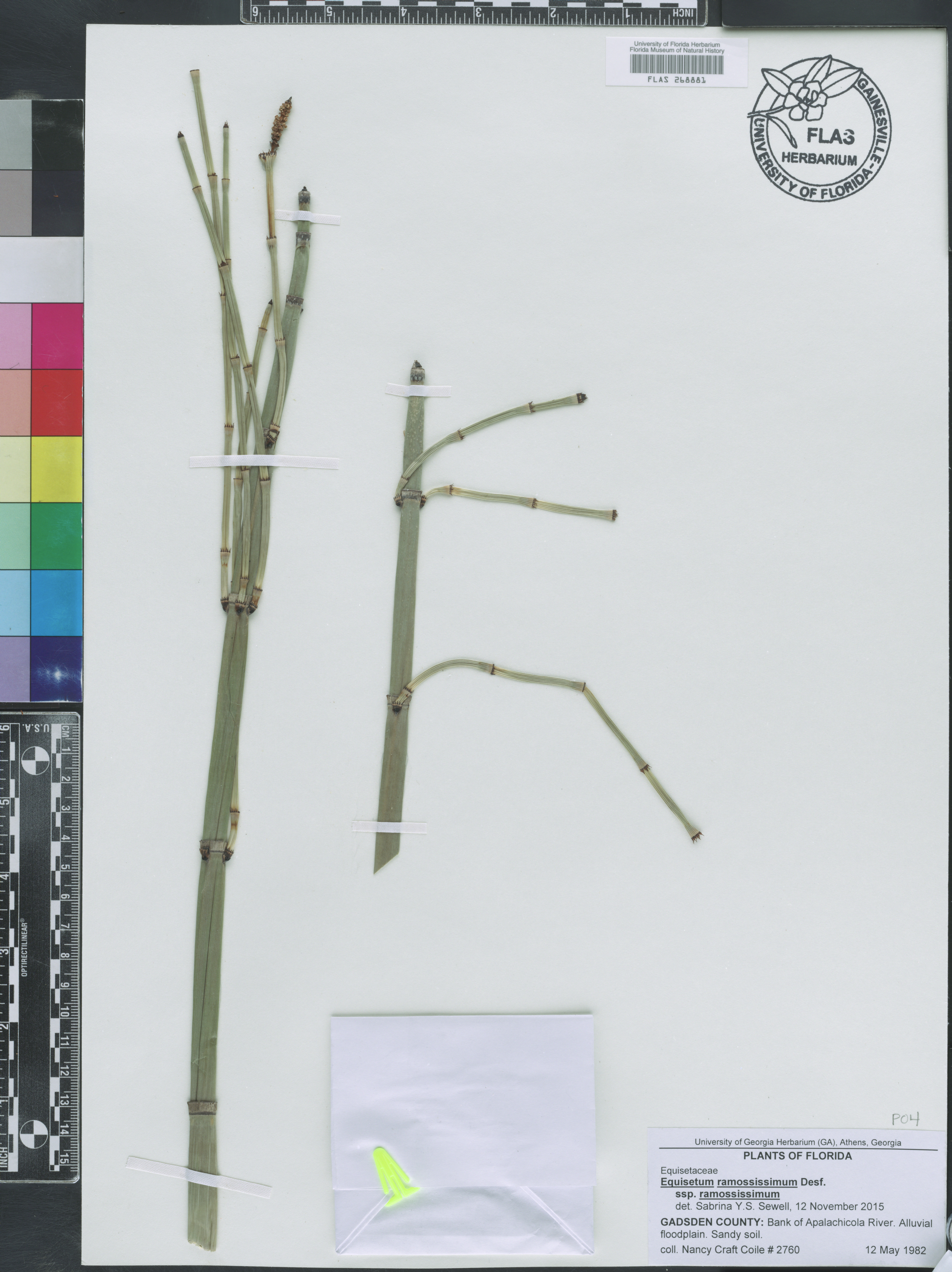 Equisetum ramosissimum subsp. ramosissimum image