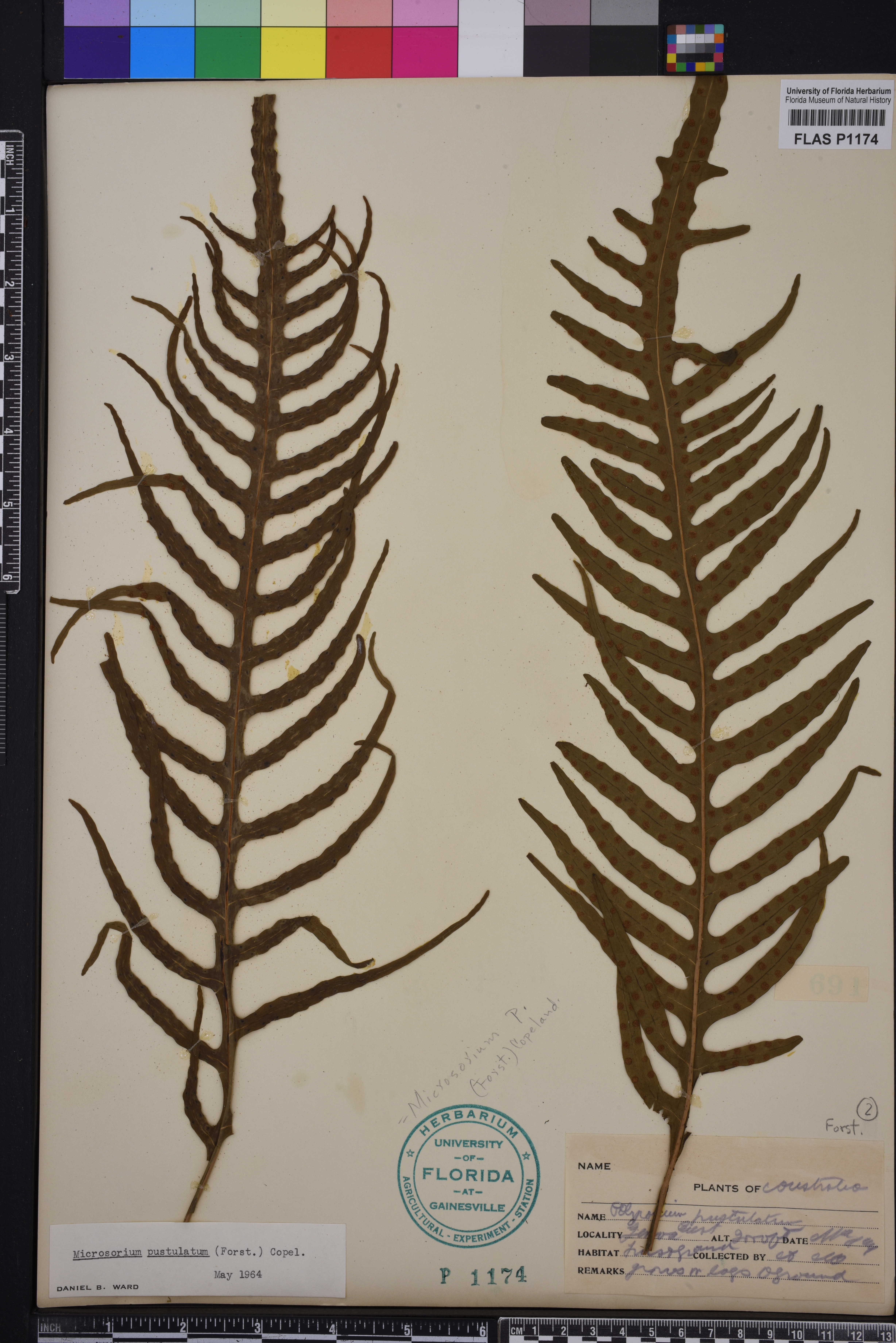 Microsorum image