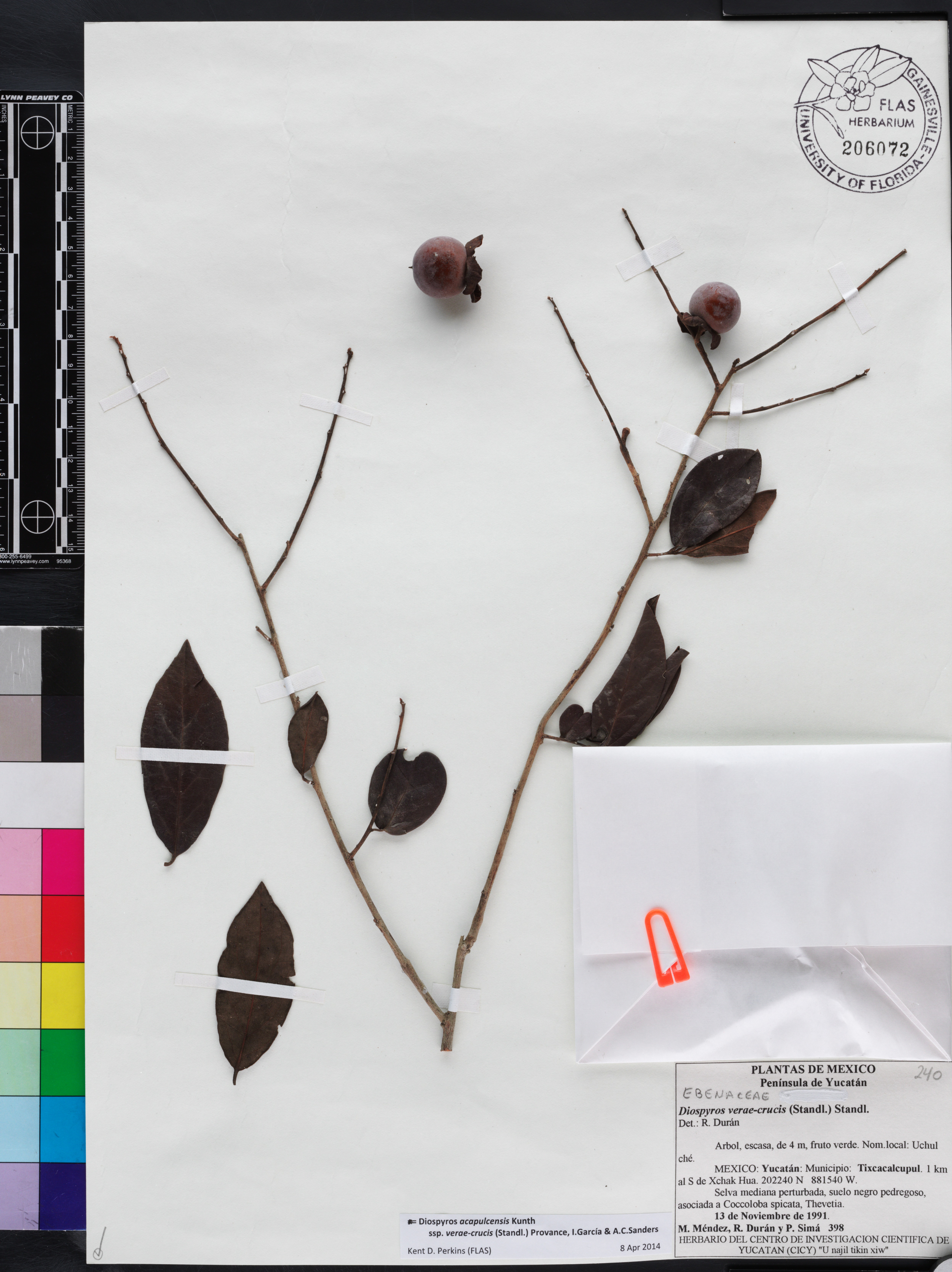 Diospyros acapulcensis subsp. verae-crucis image