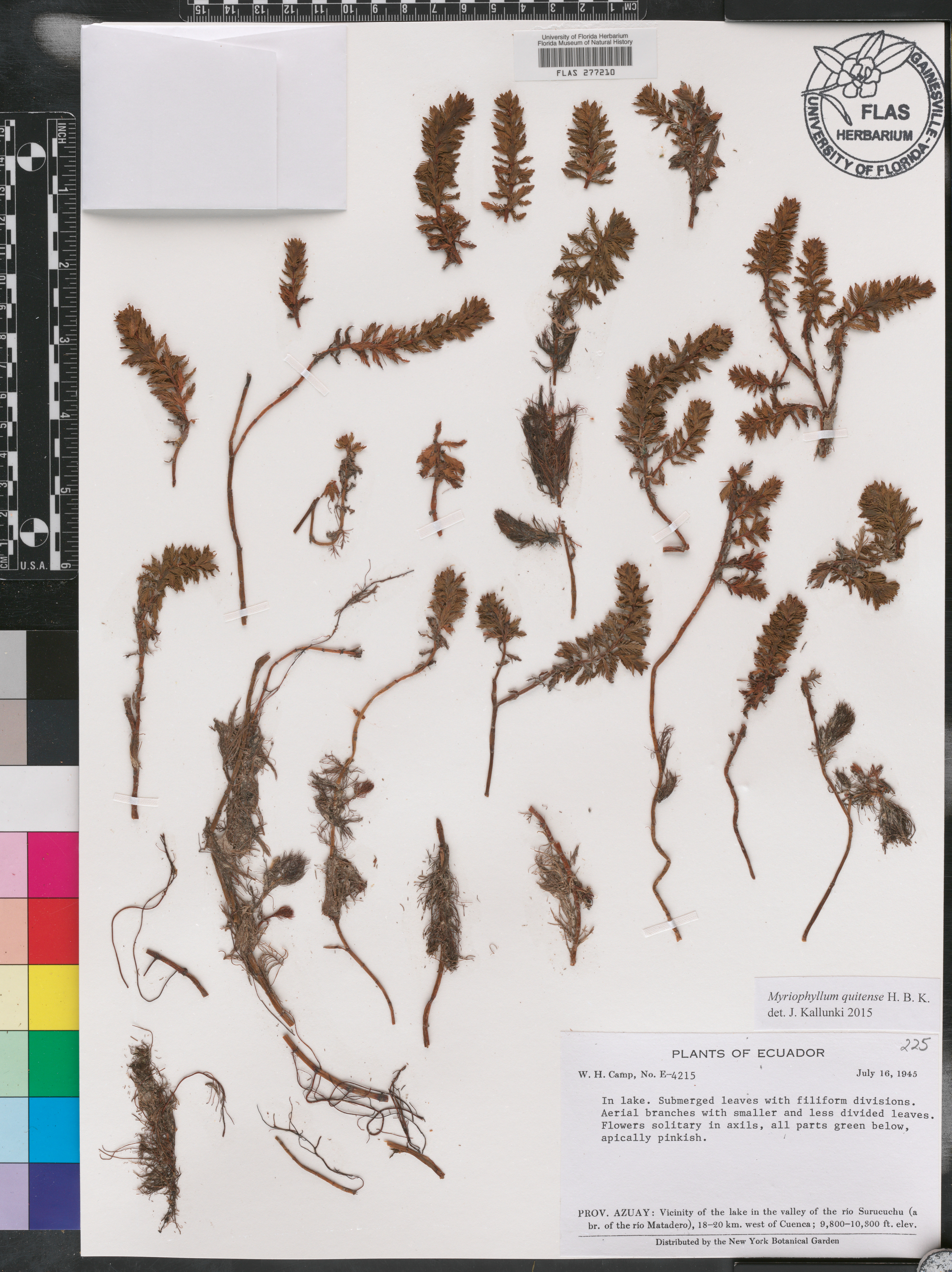 Myriophyllum quitense image