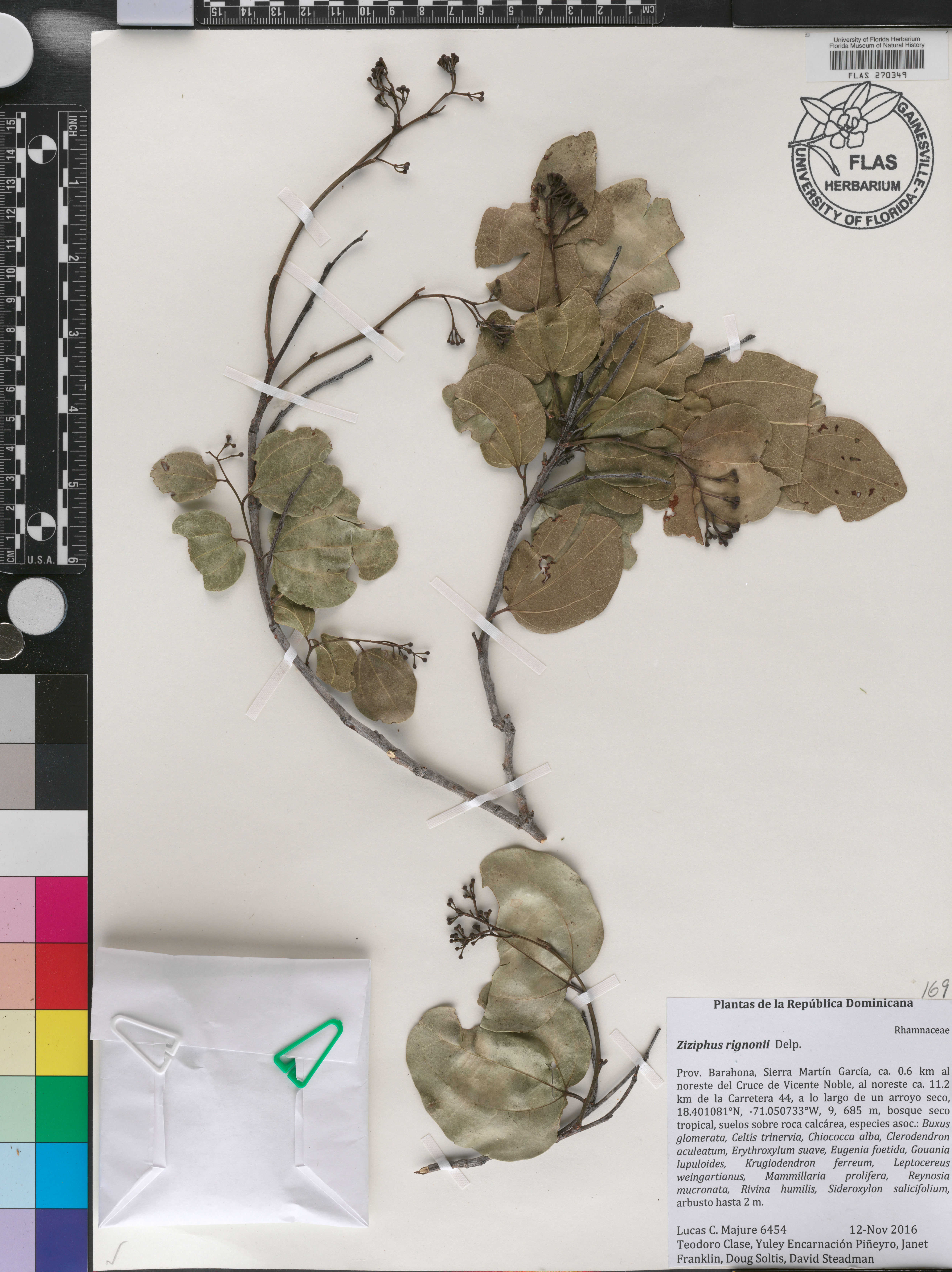 Ziziphus rignonii image