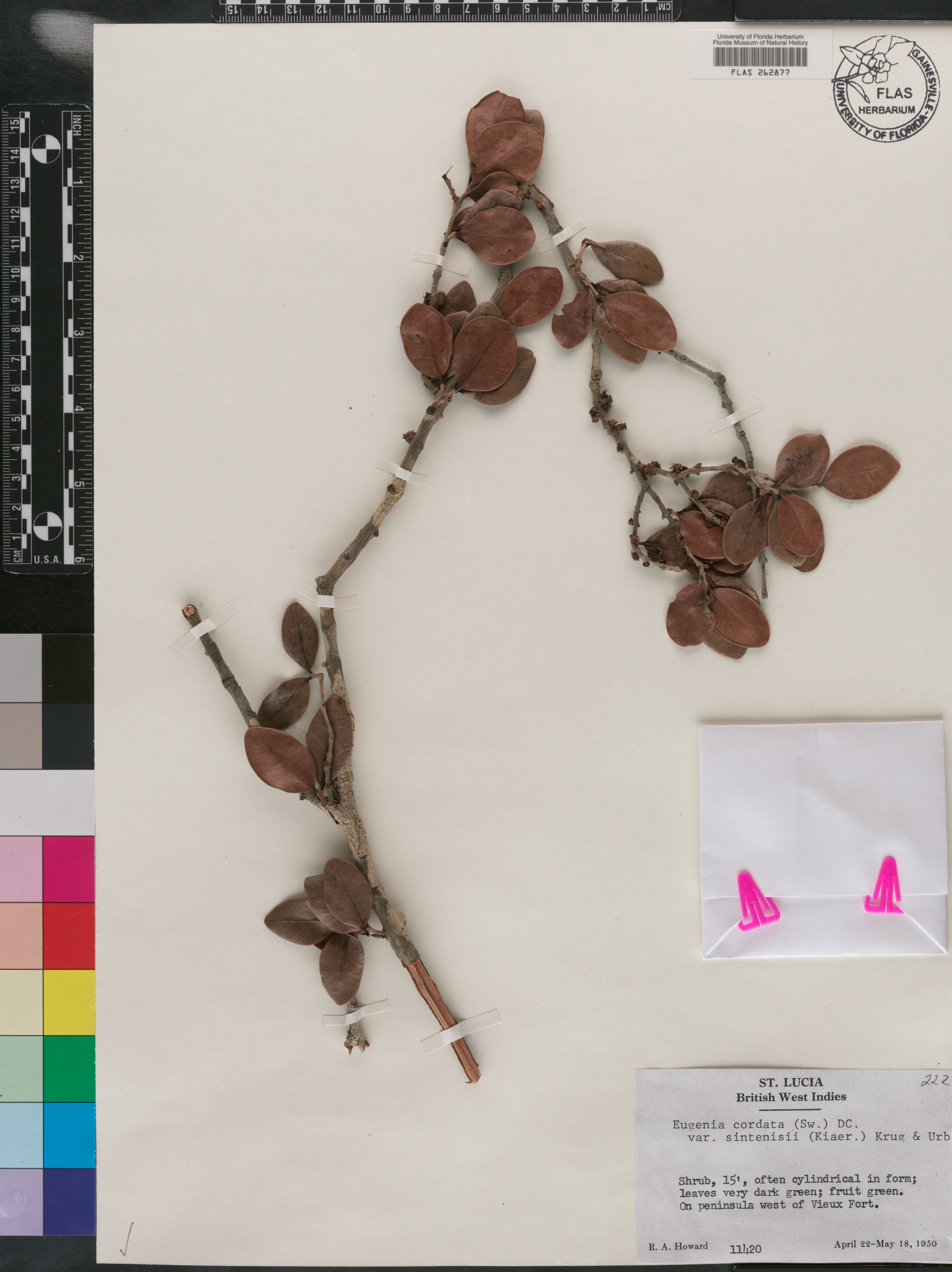 Eugenia cordata var. sintenisii image