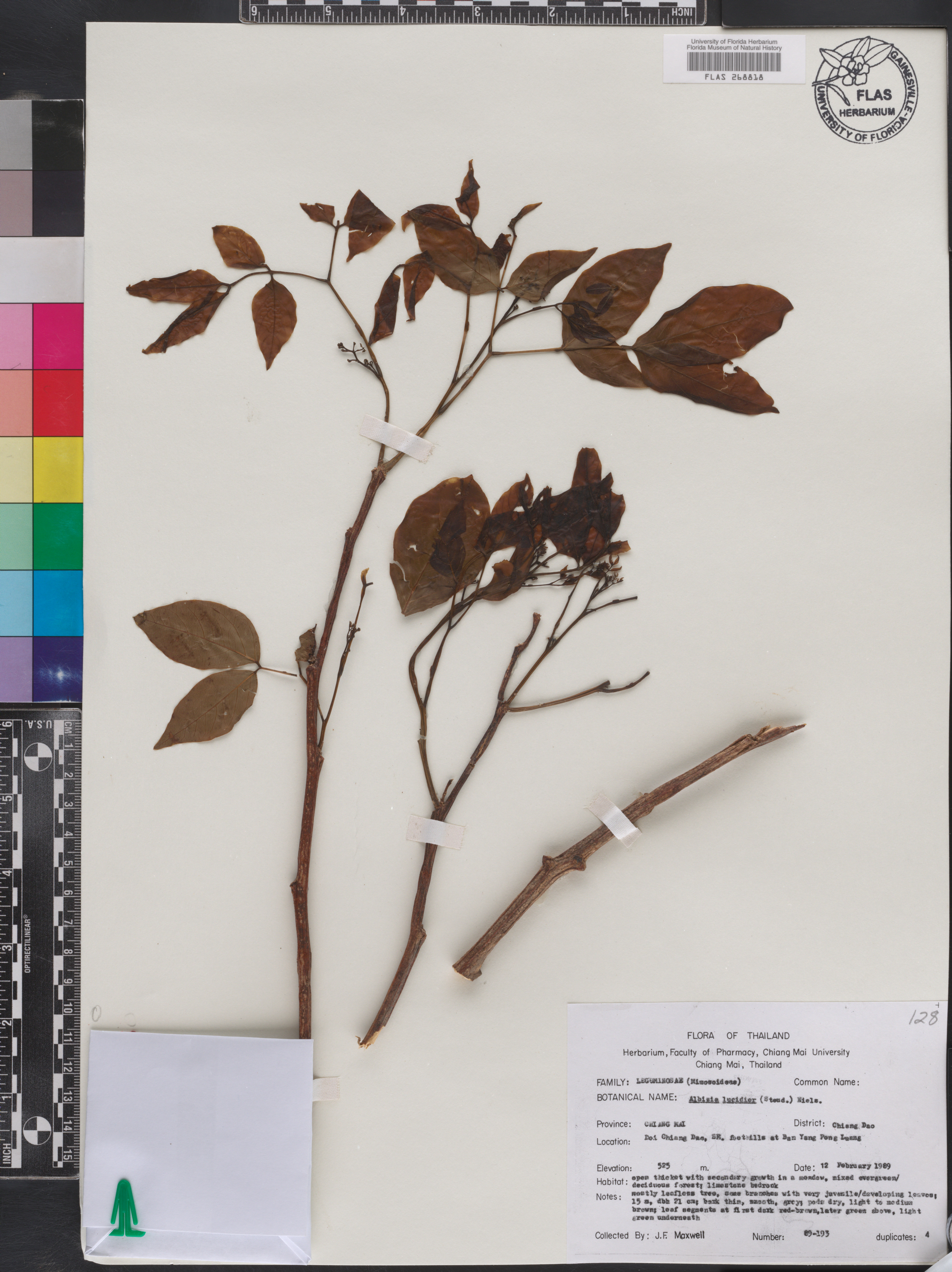 Albizia lucidior image