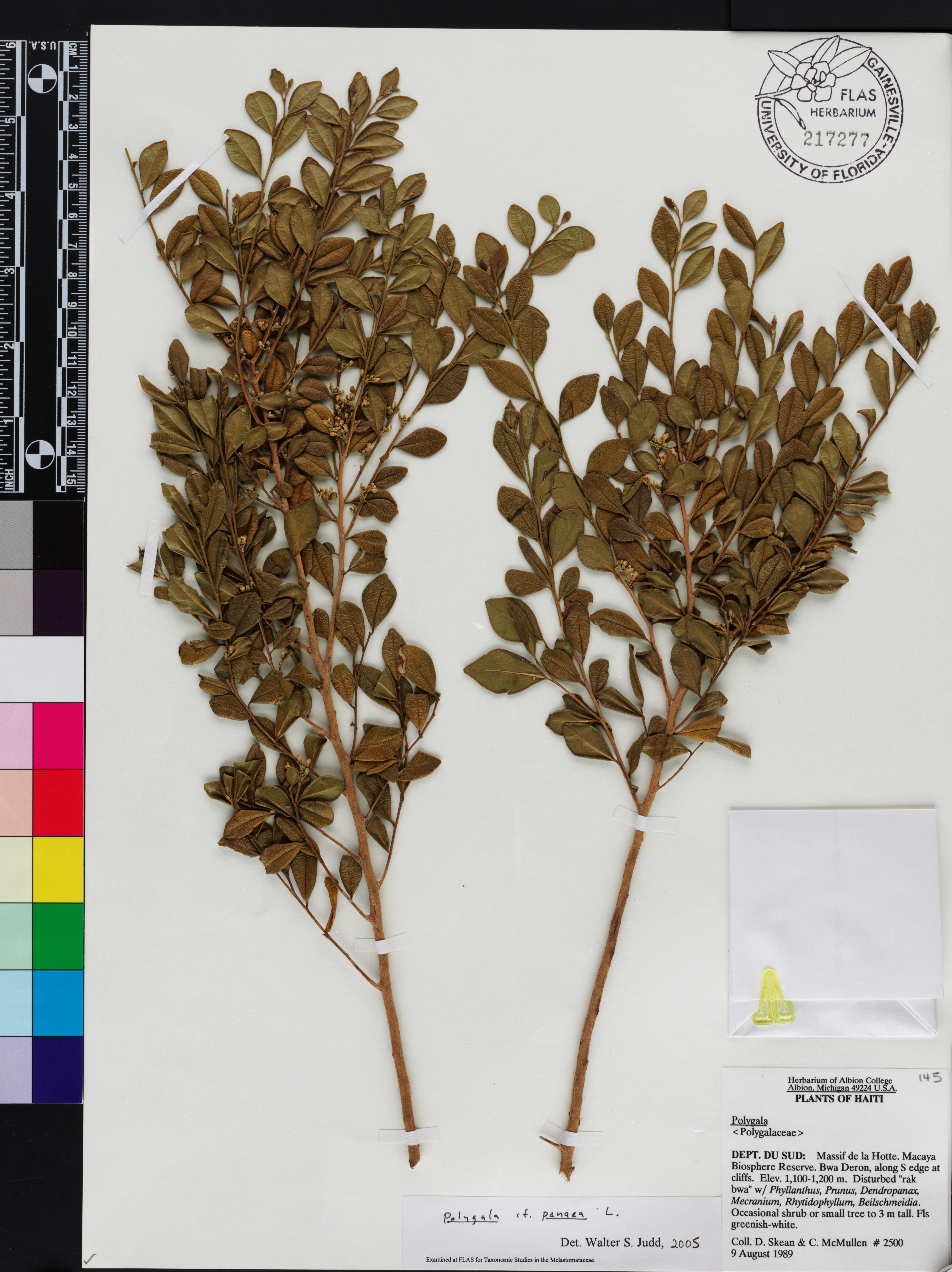 Badiera subrhombifolia image