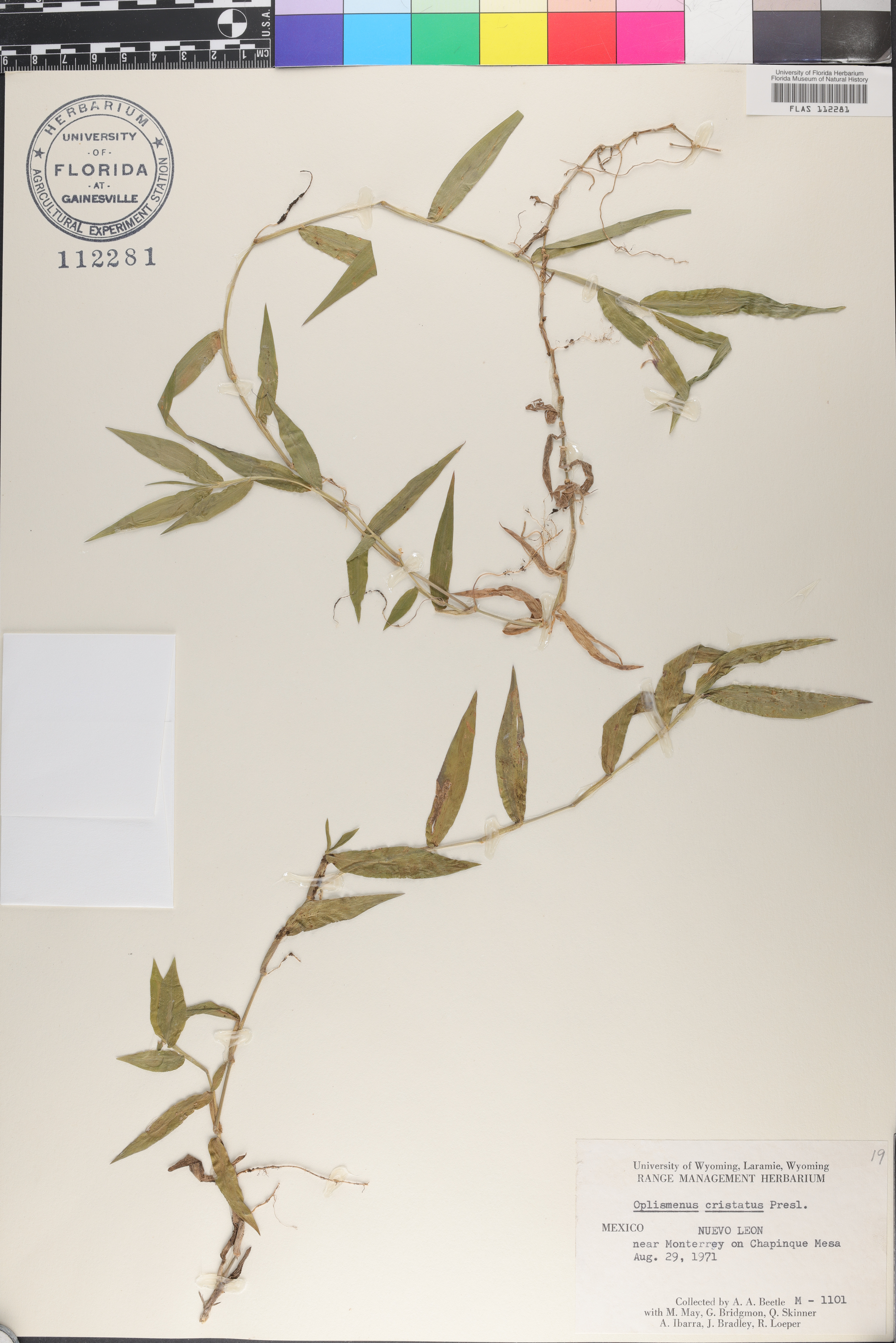 Oplismenus burmannii var. nudicaulis image