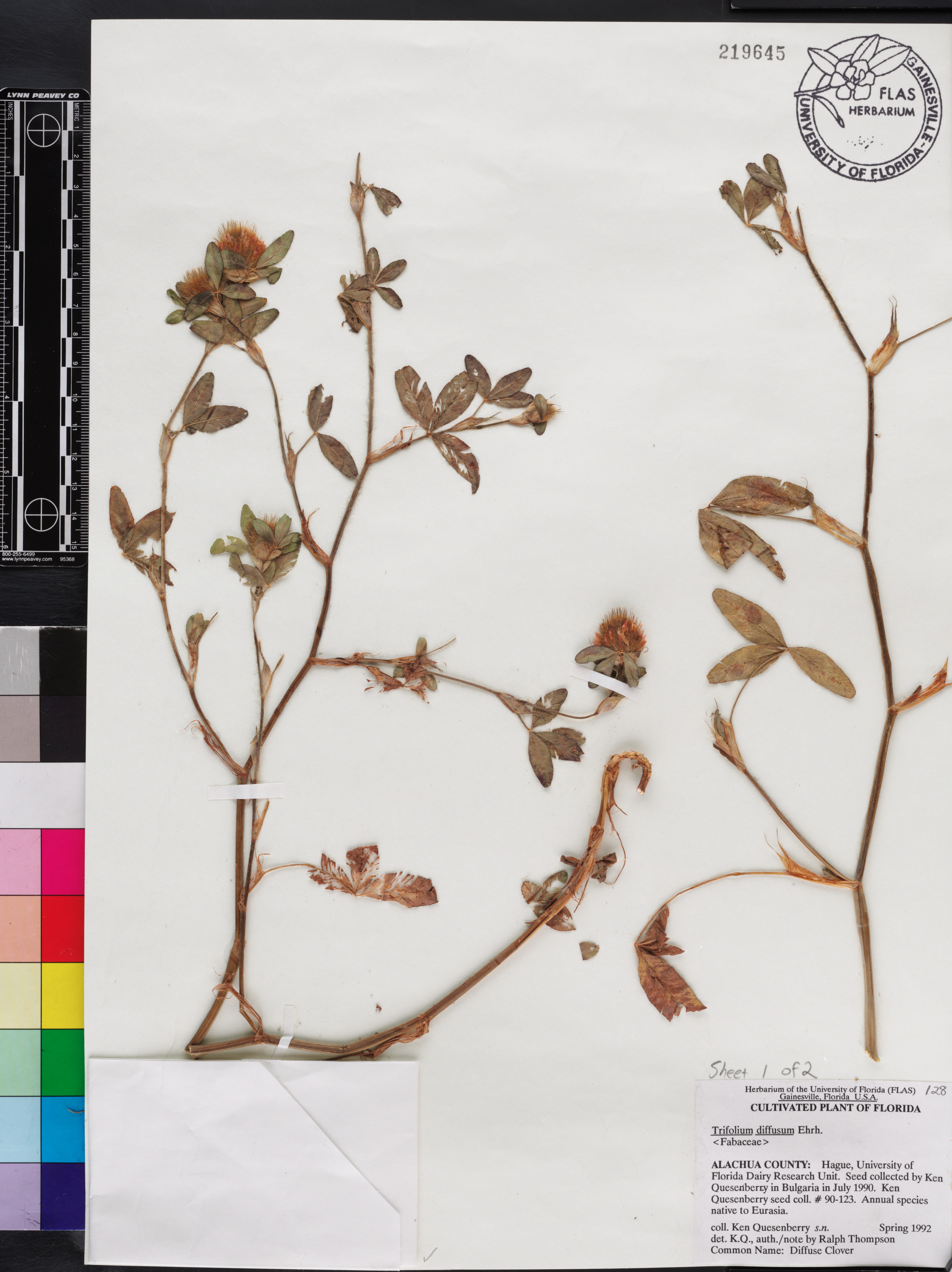 Trifolium diffusum image