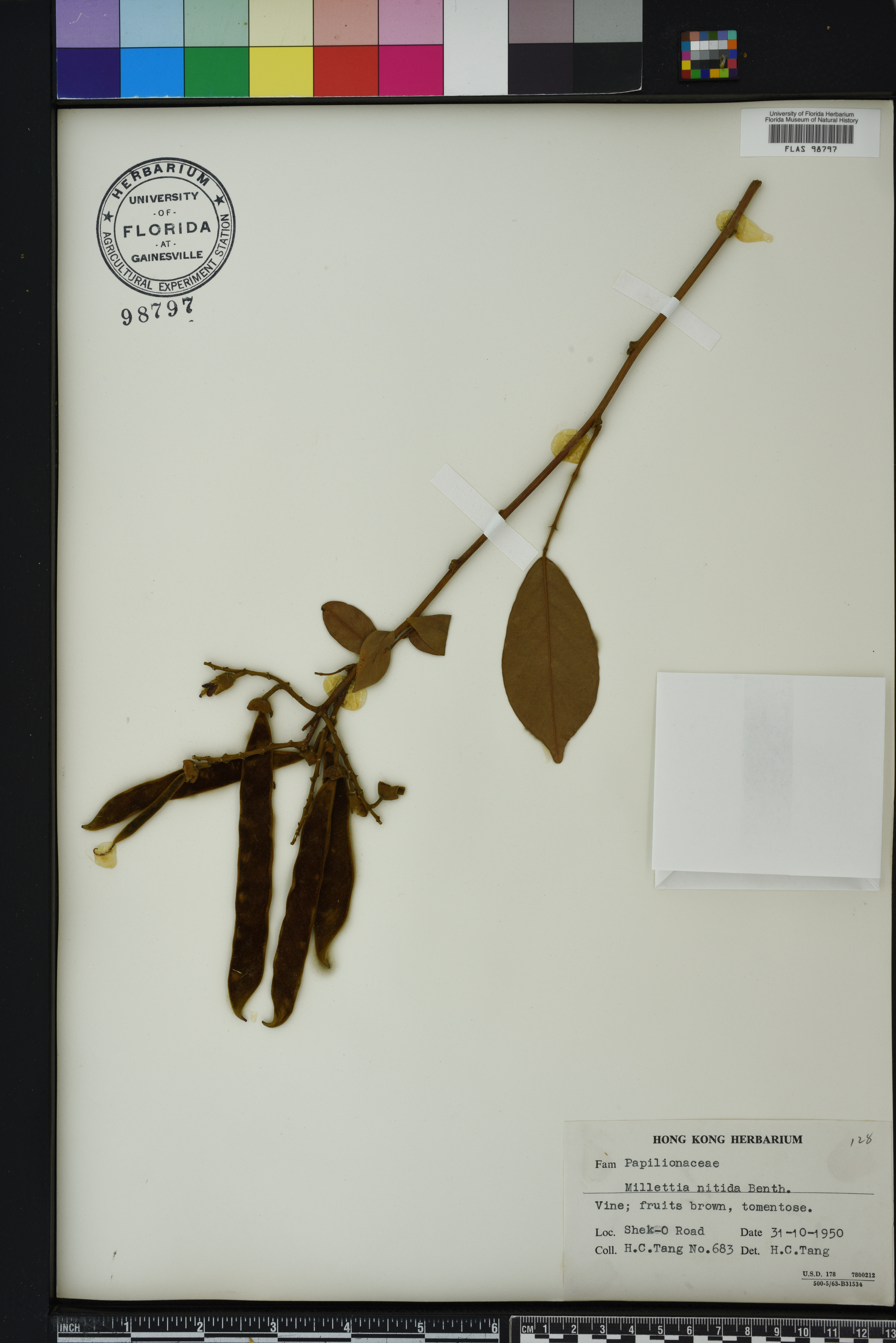 Callerya nitida image