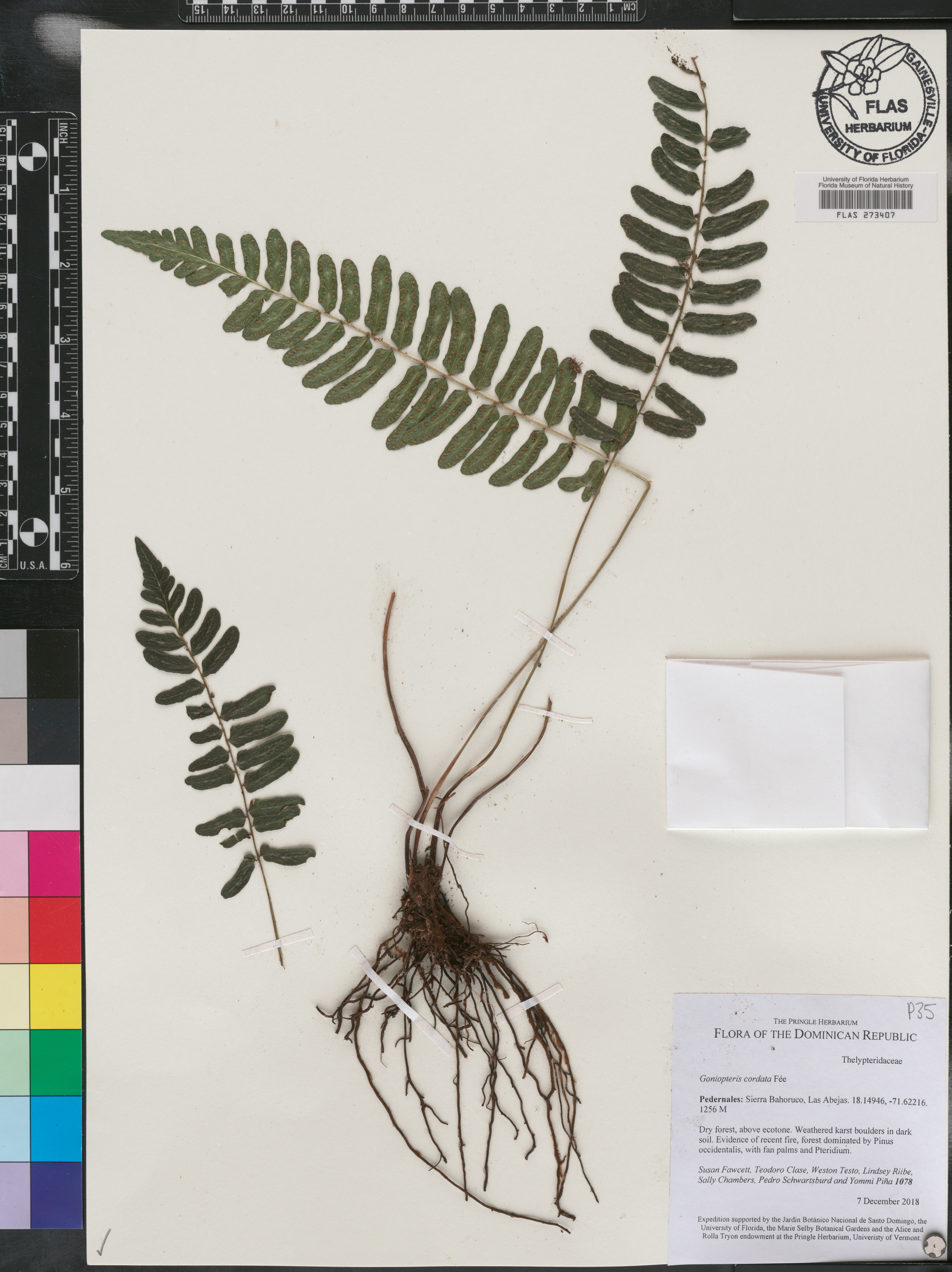 Goniopteris cordata image