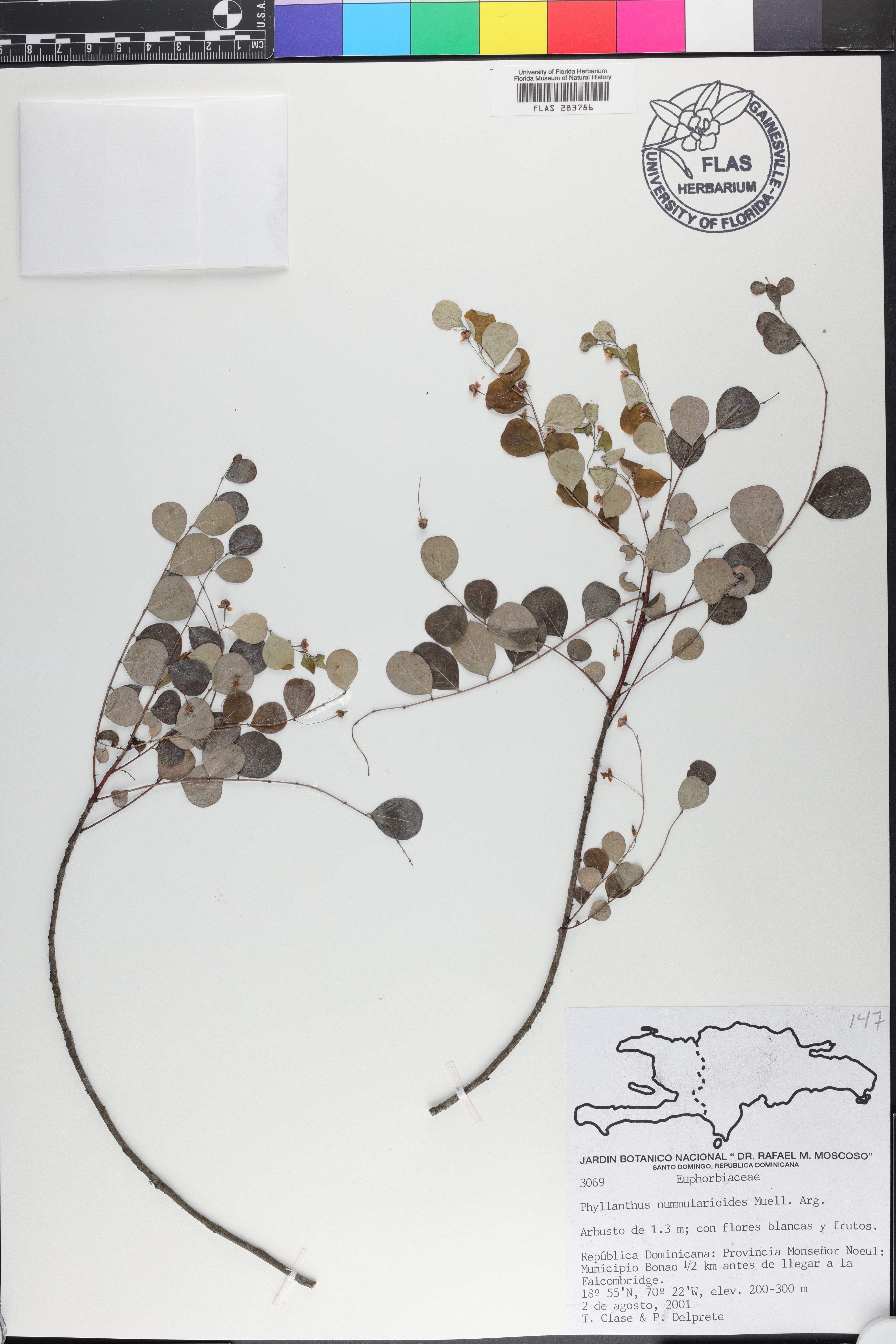 Phyllanthus nummularioides image