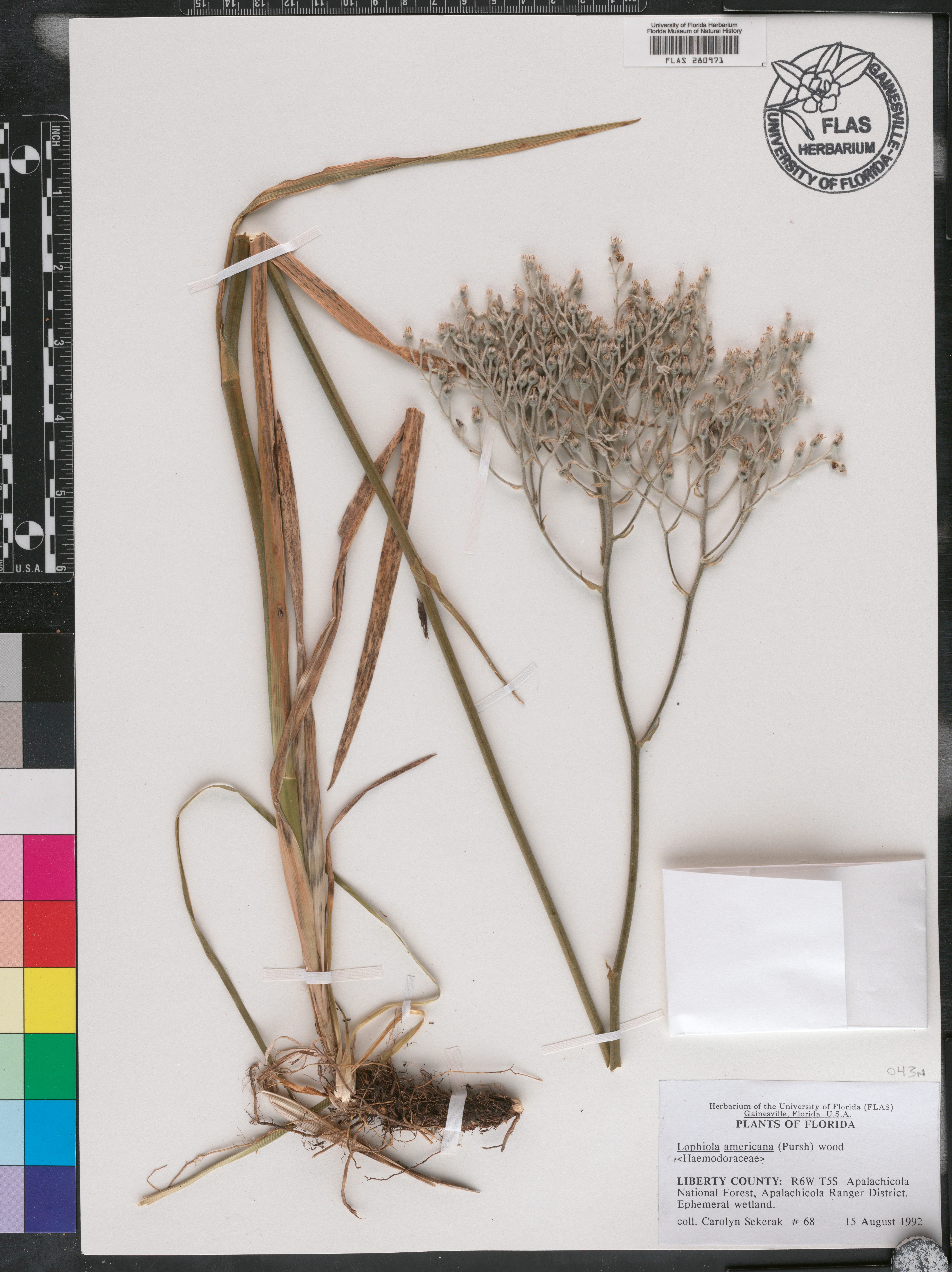 Lophiola americana image