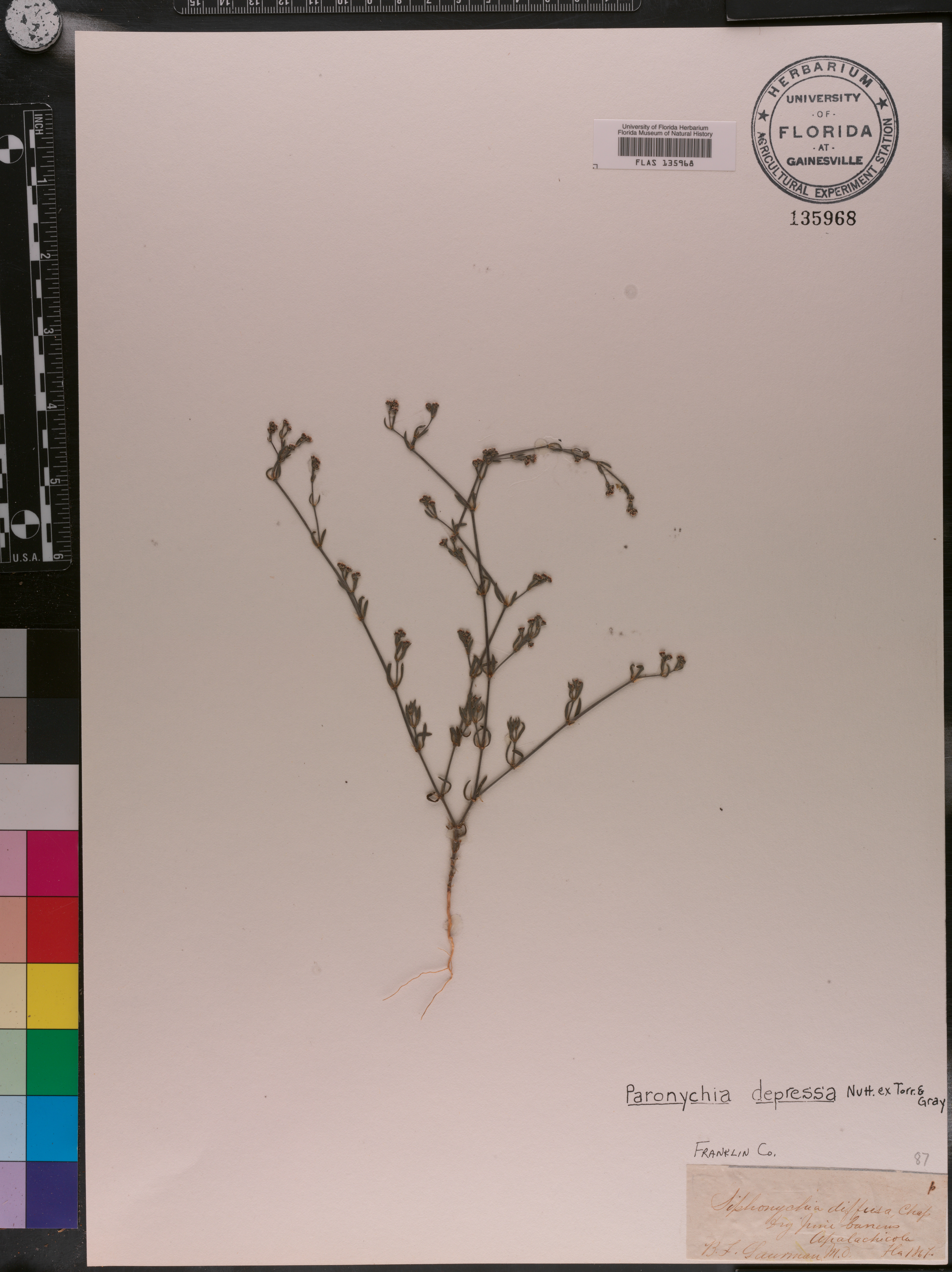 Paronychia depressa image