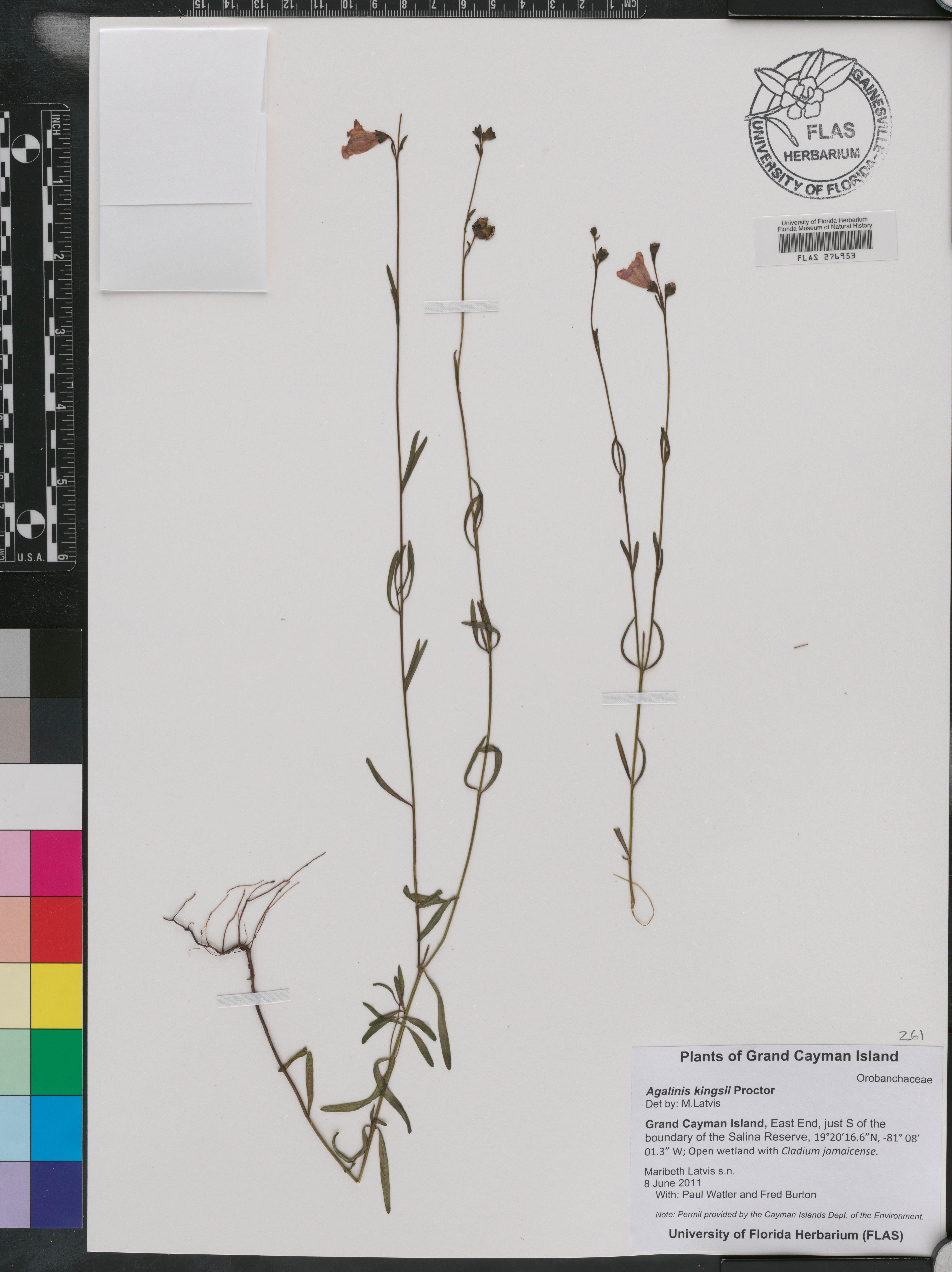 Agalinis kingsii image