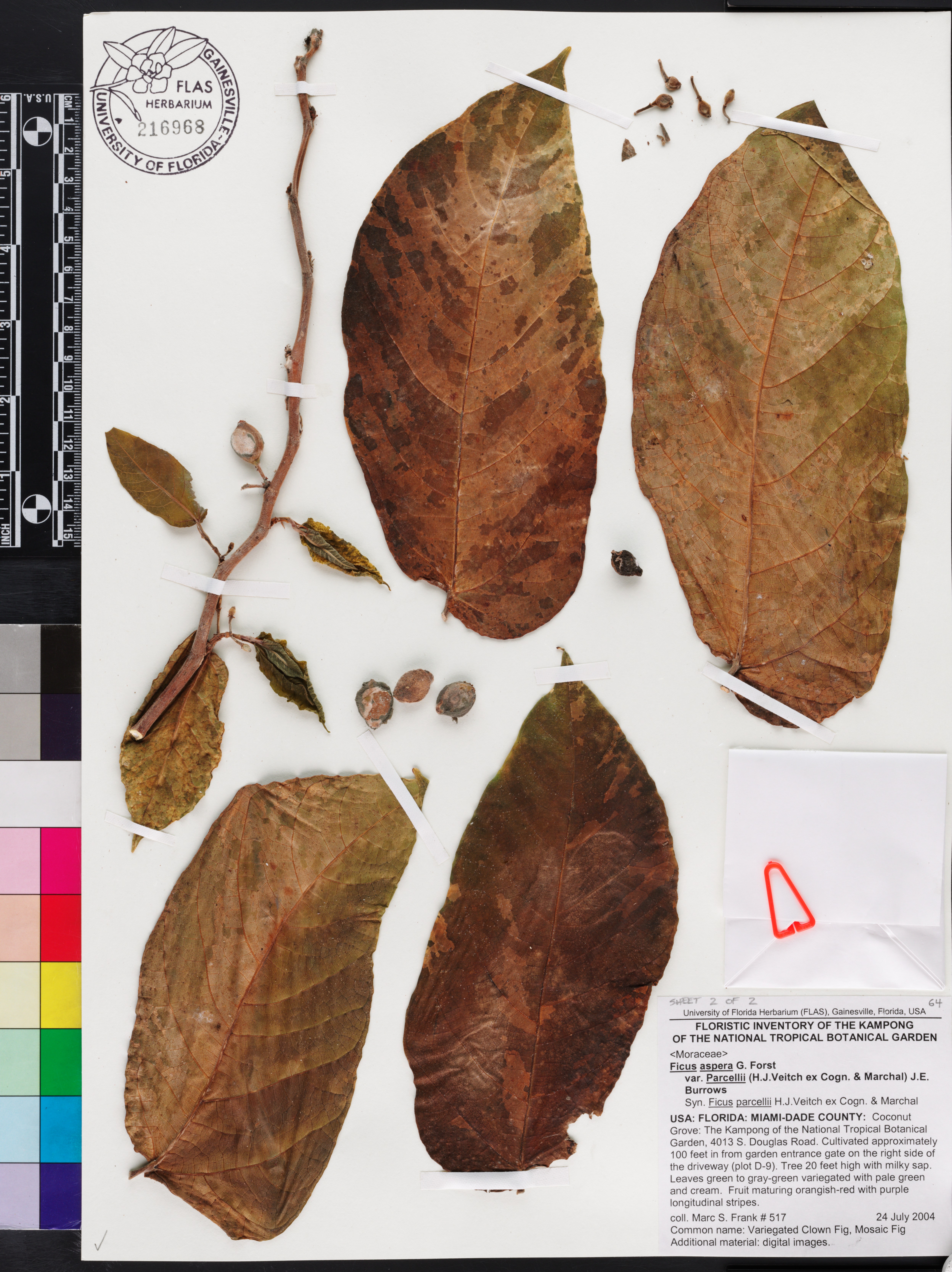 Ficus aspera image