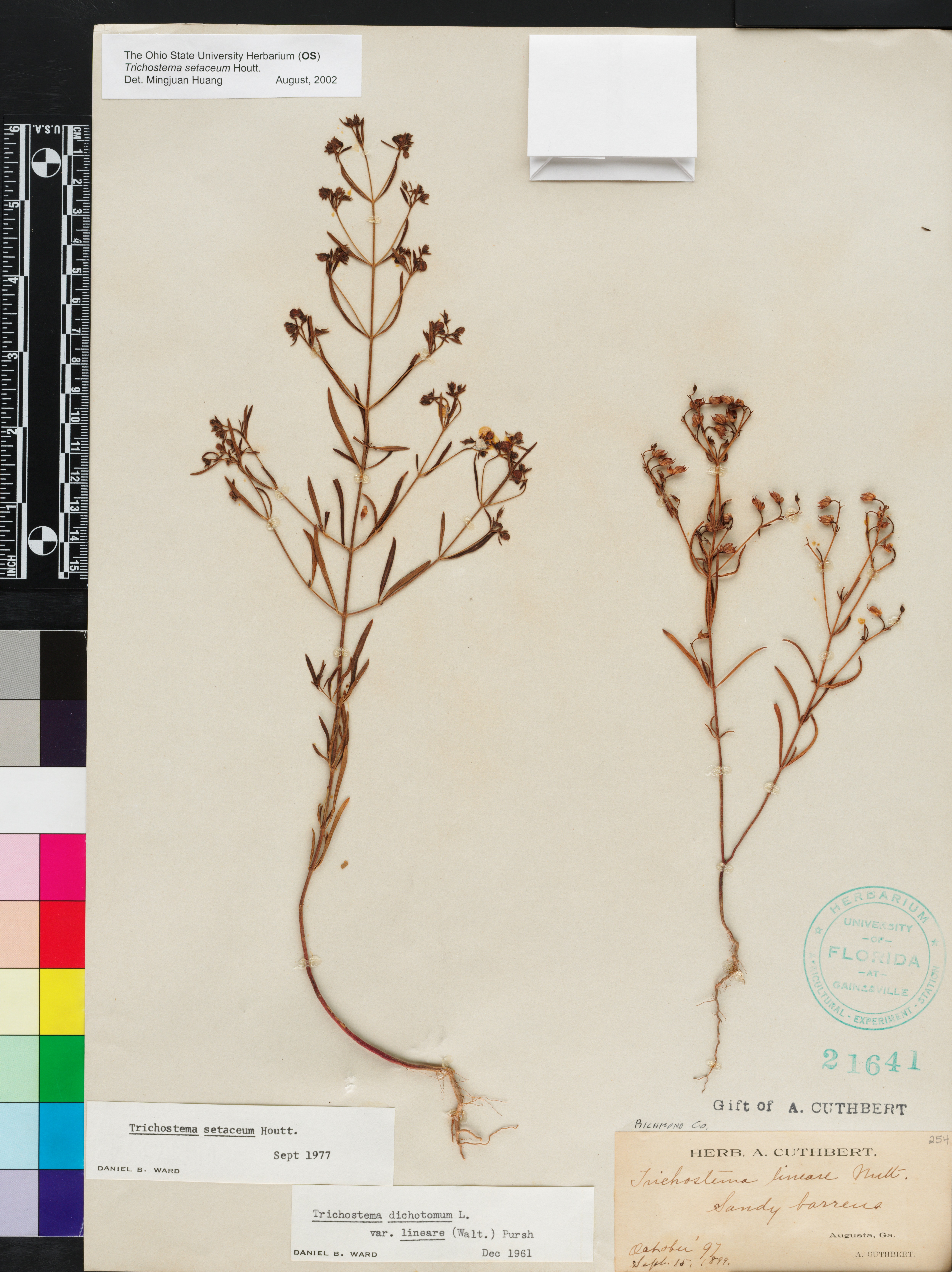 Trichostema setaceum image