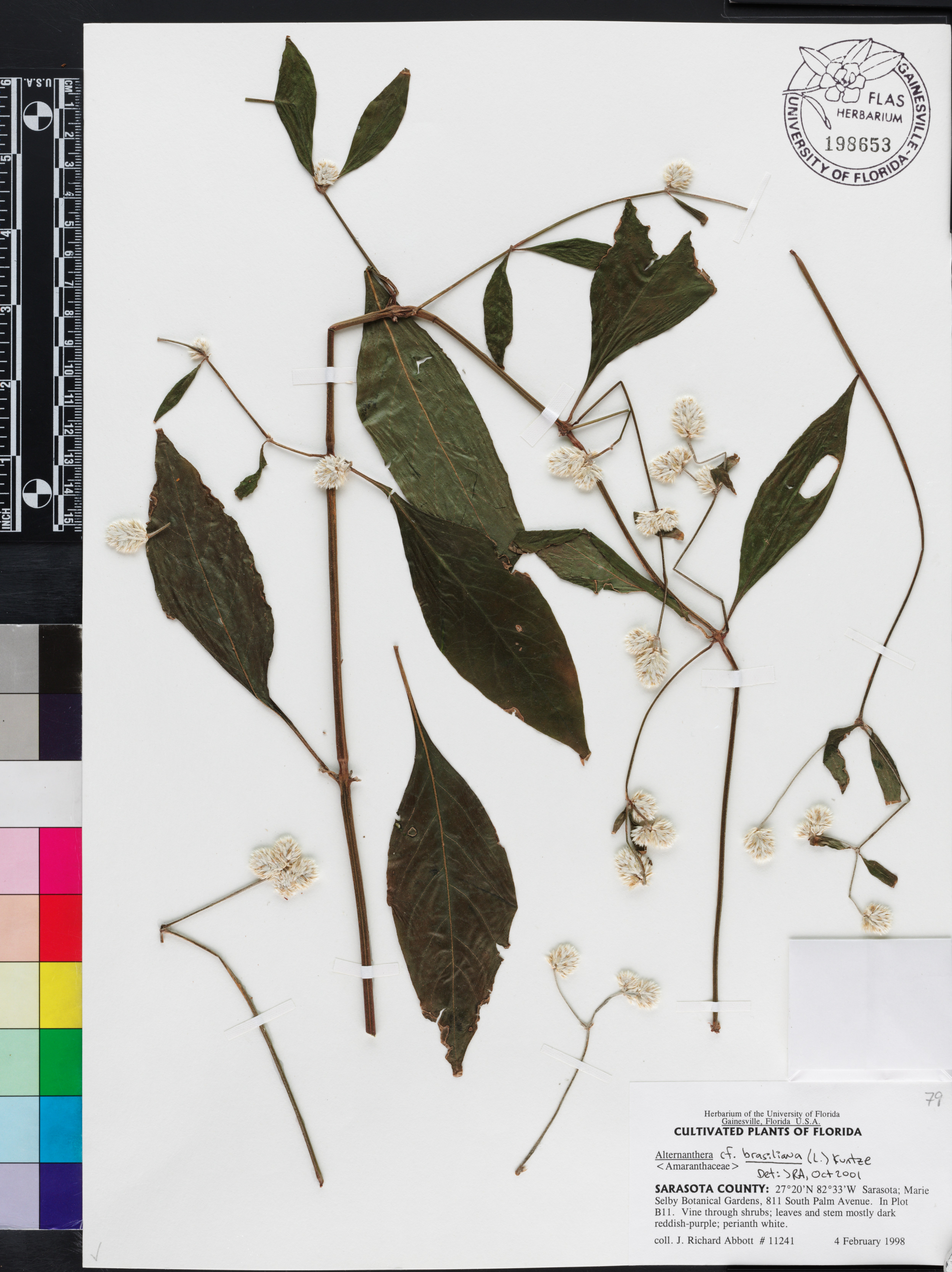 Alternanthera brasiliana image