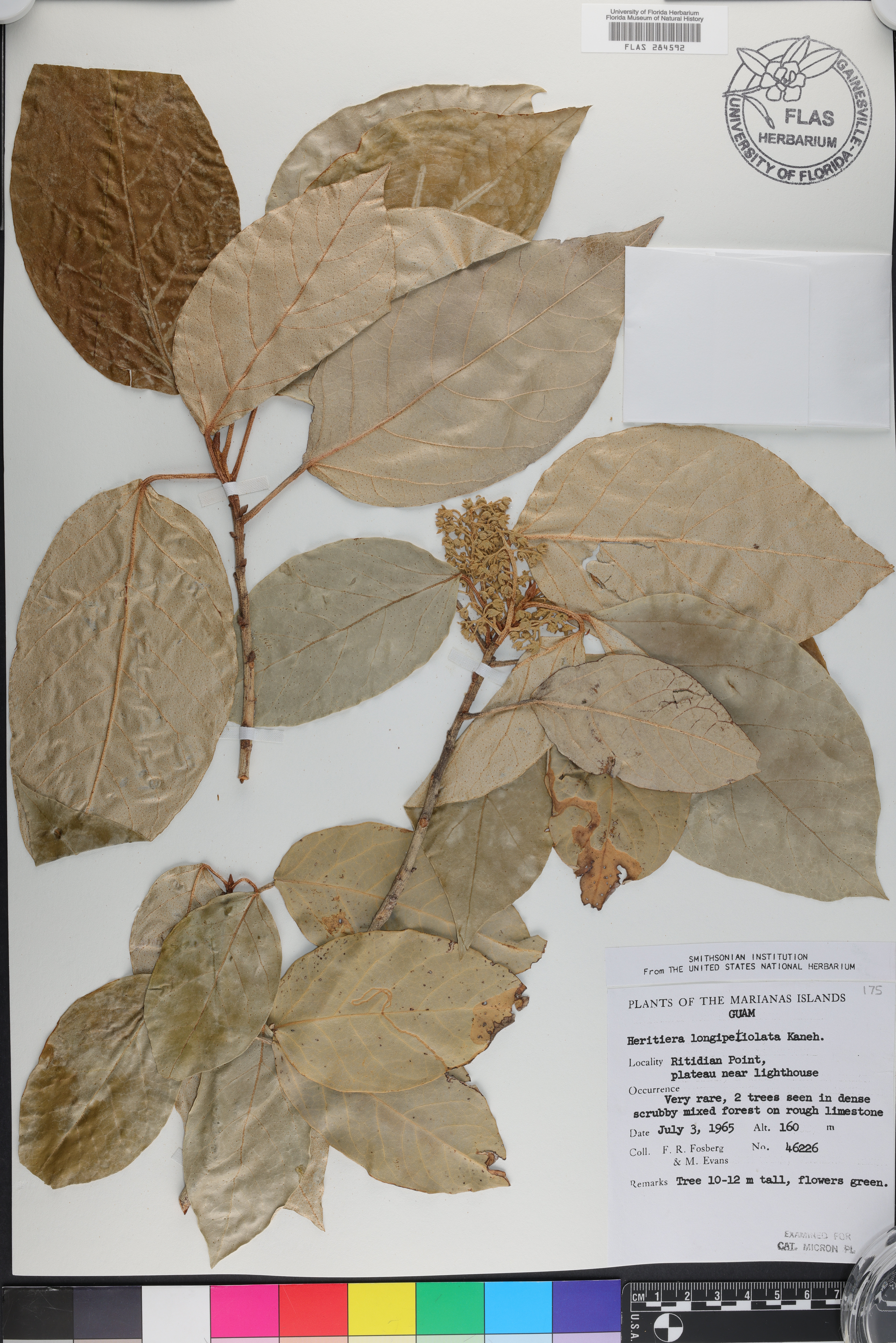 Heritiera longipetiolata image