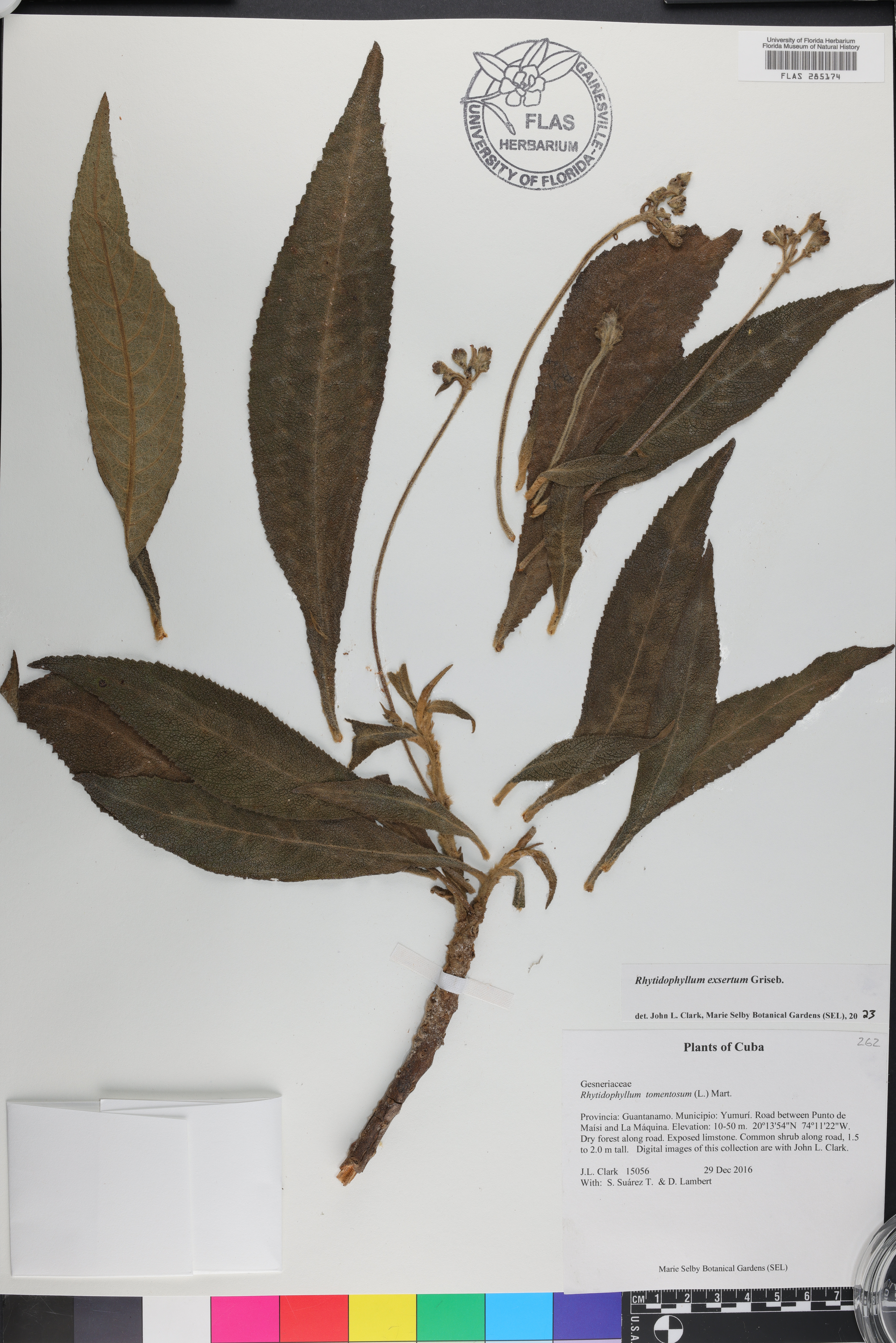 Rhytidophyllum image