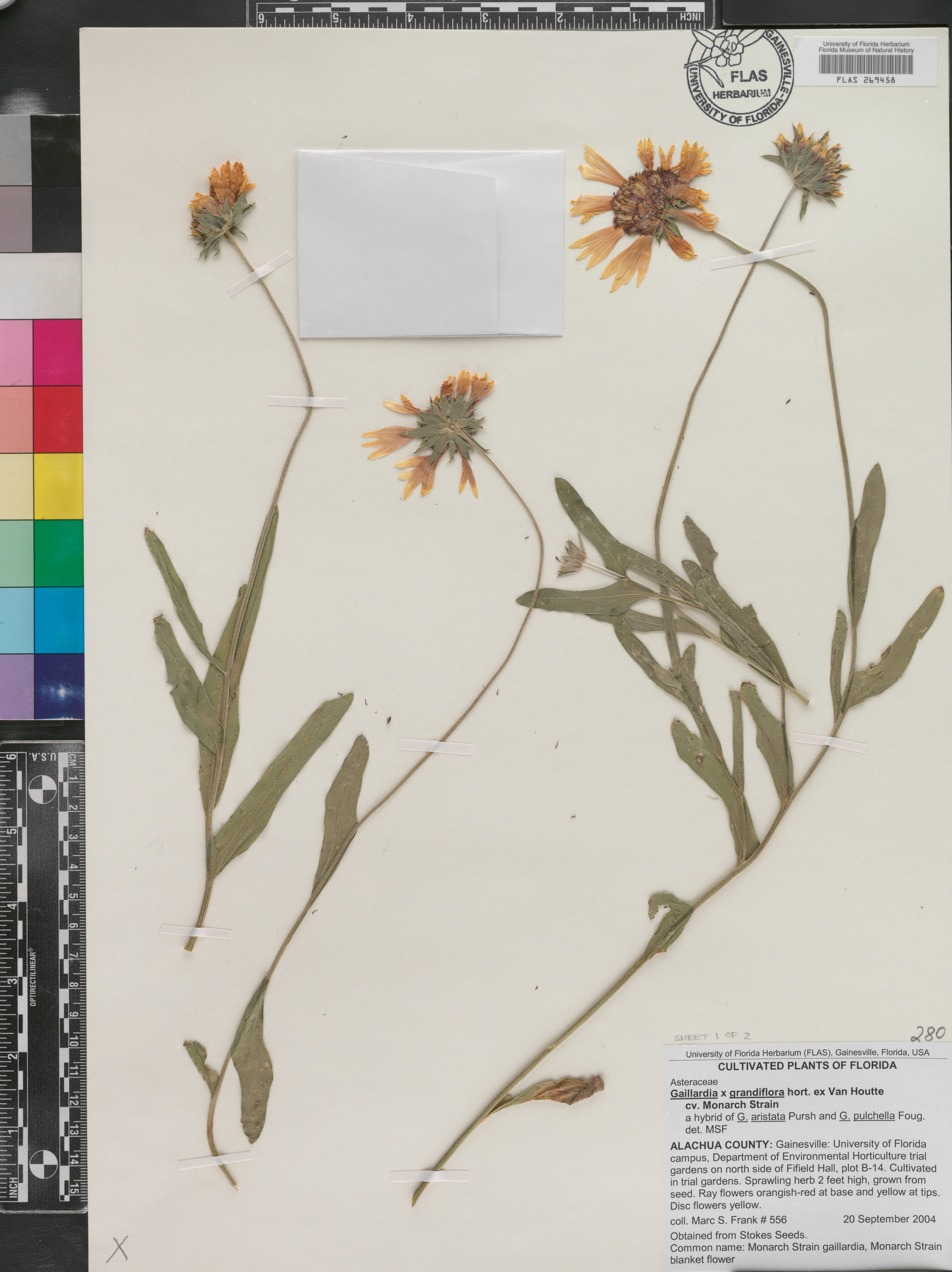 Gaillardia ×grandiflora thumbnail