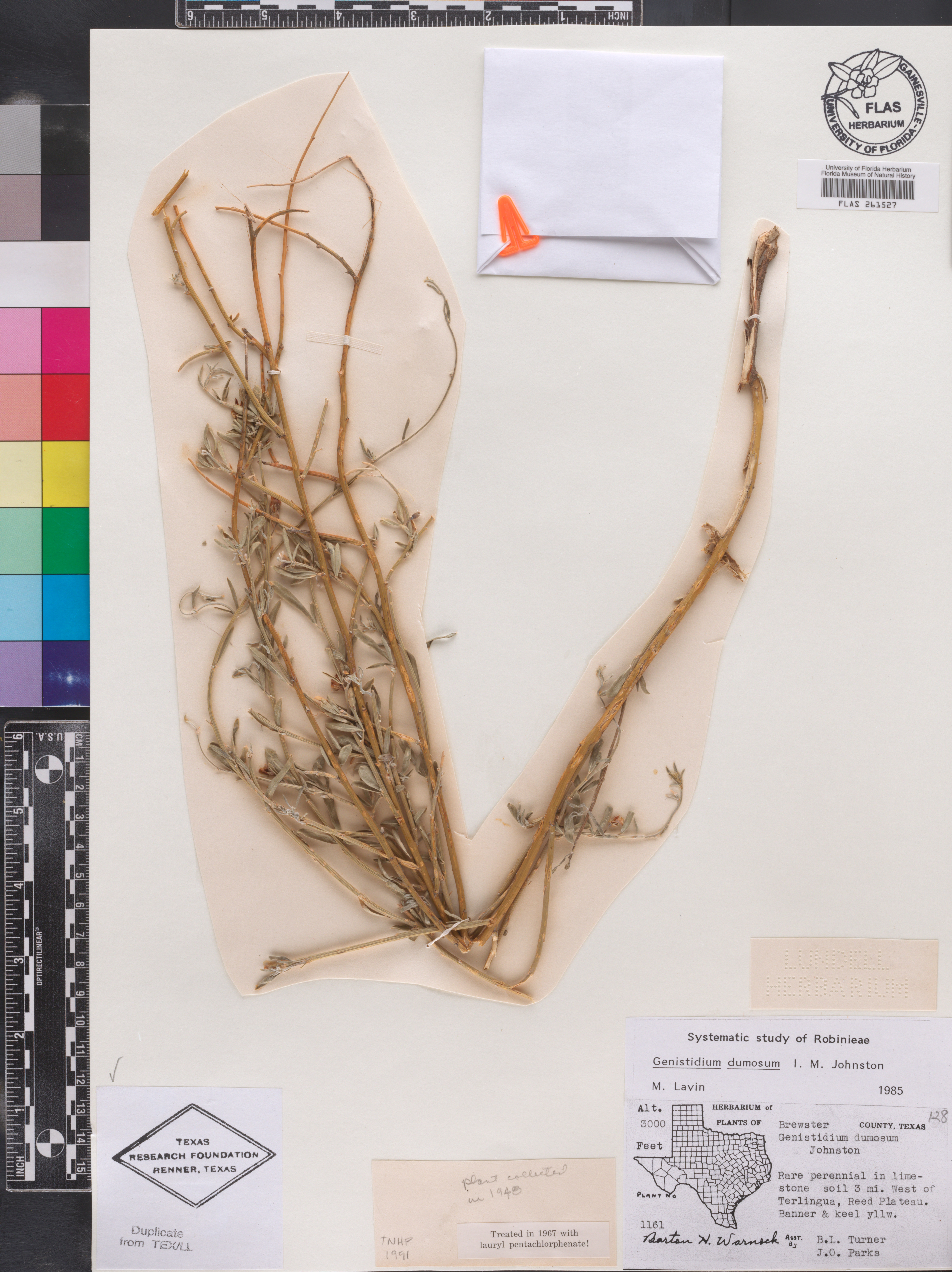Genistidium dumosum image
