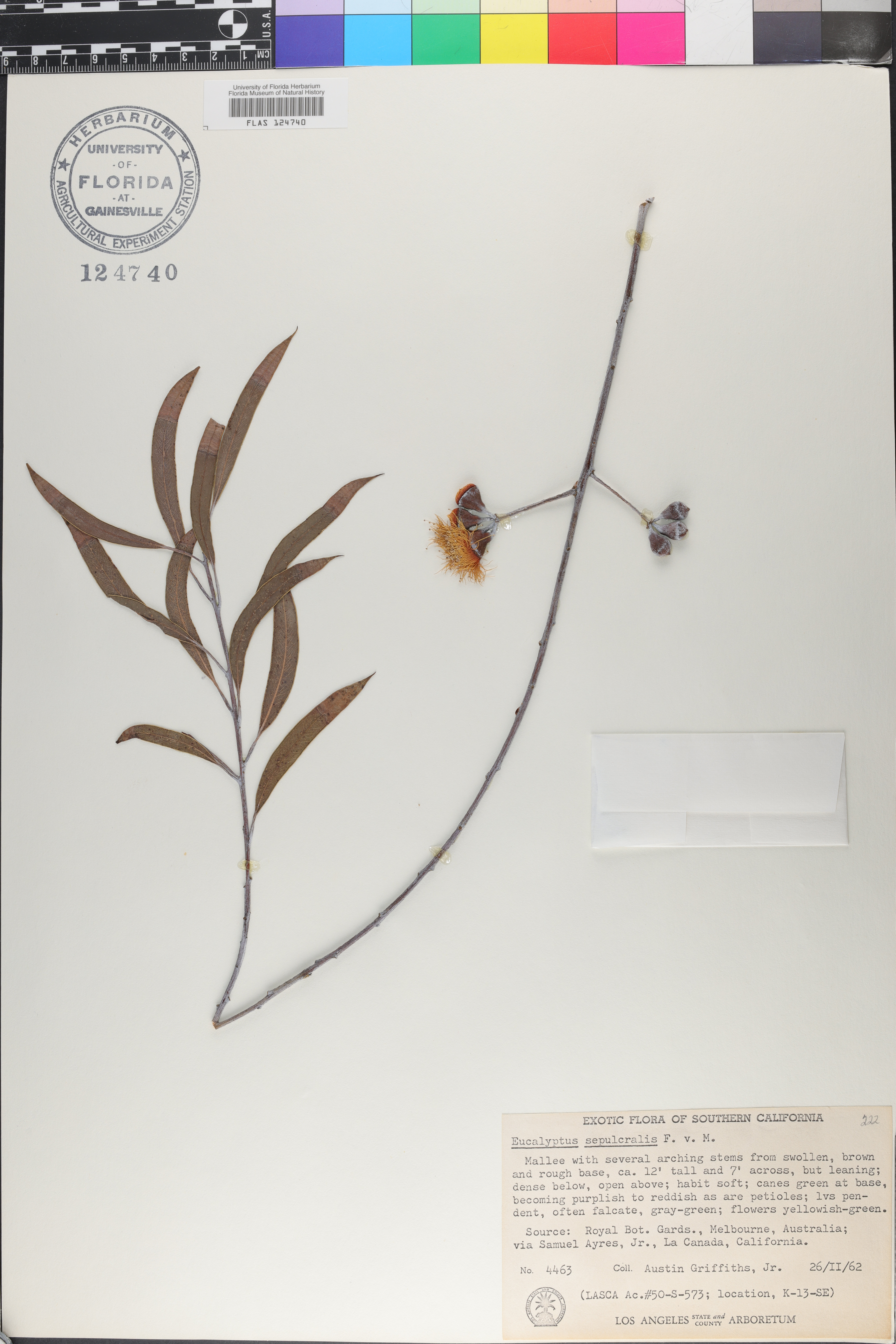 Eucalyptus sepulcralis image