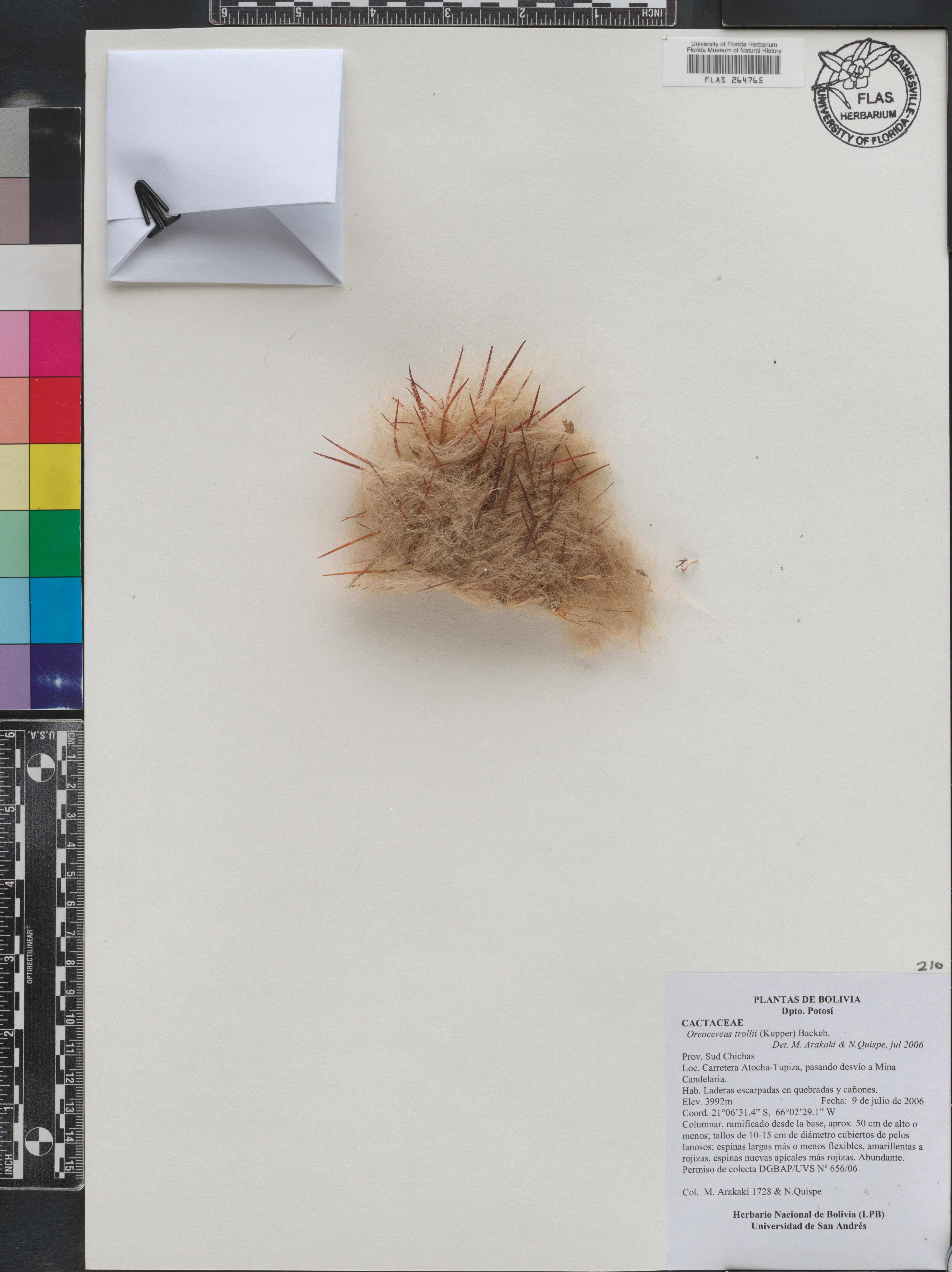 Oreocereus trollii image