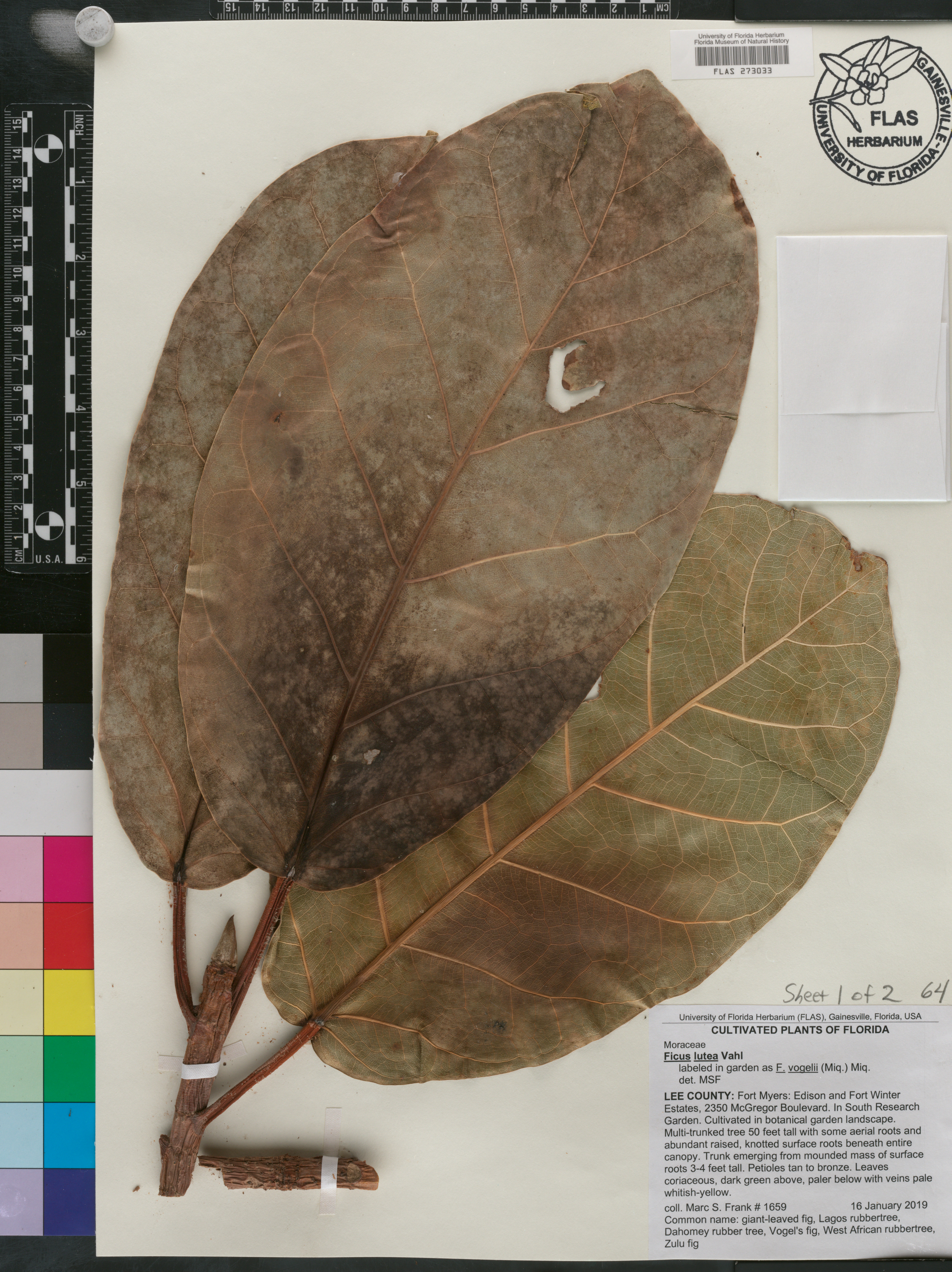 Ficus lutea image
