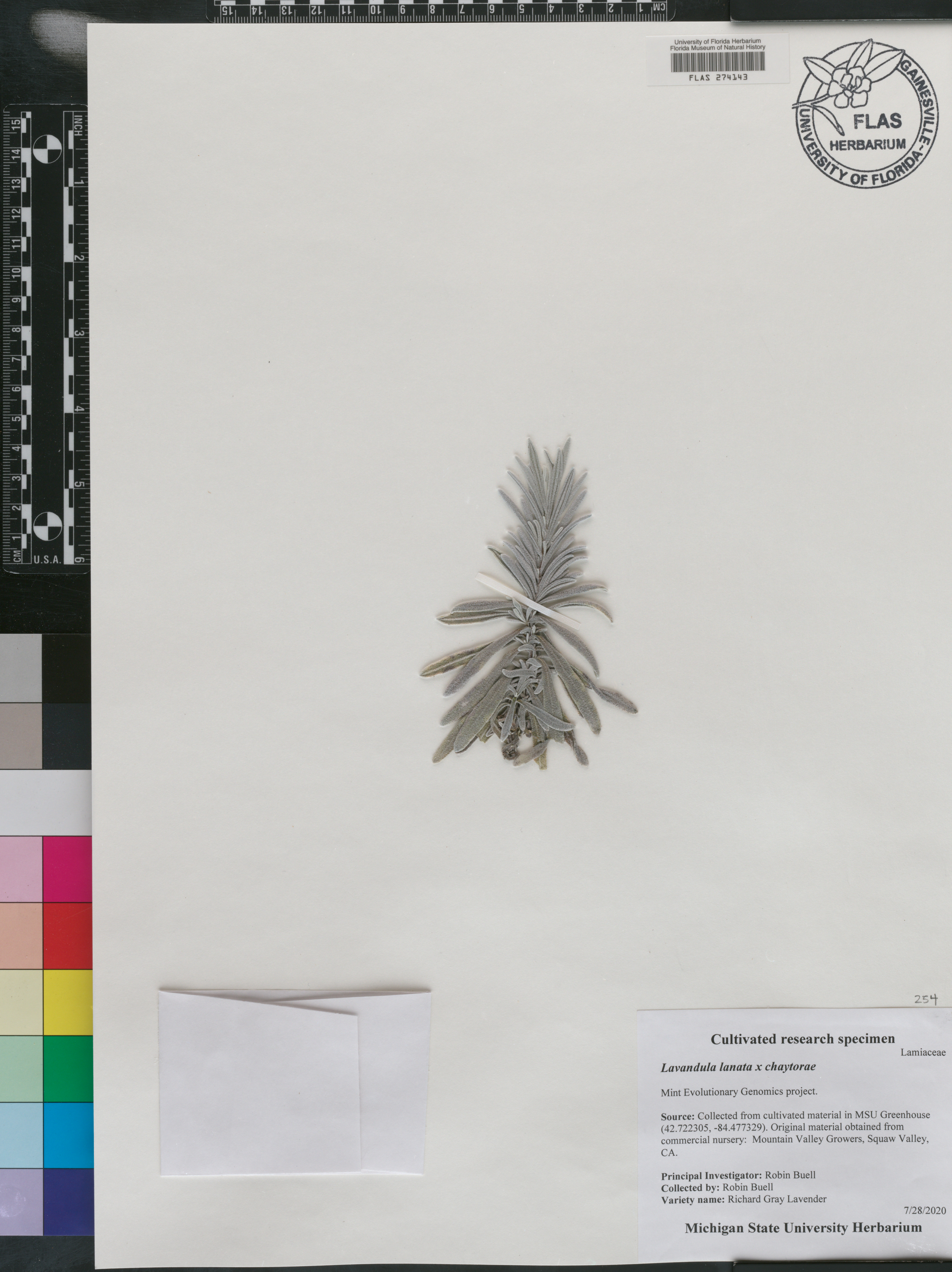Lavandula lanata image