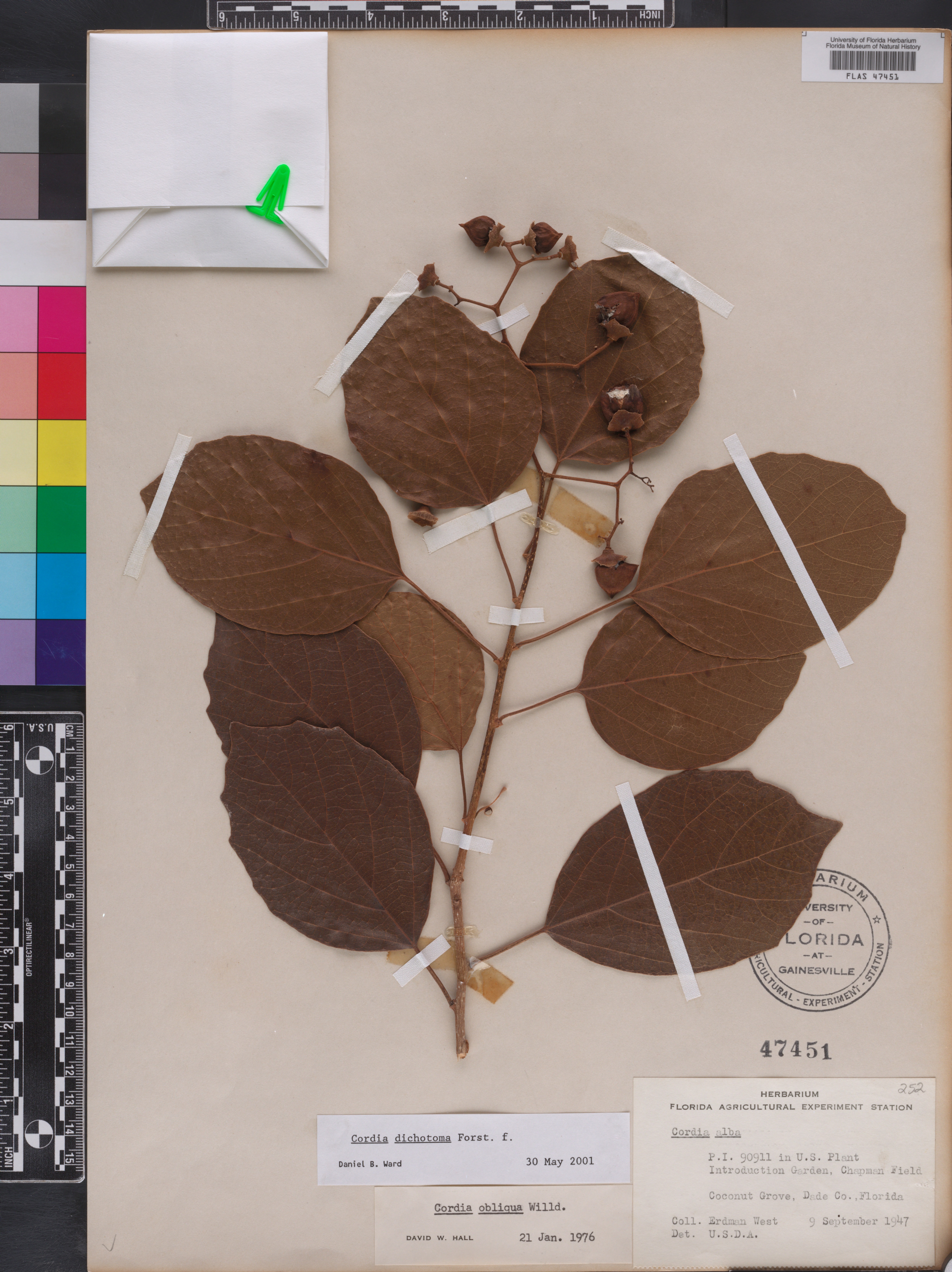 Cordia dichotoma image