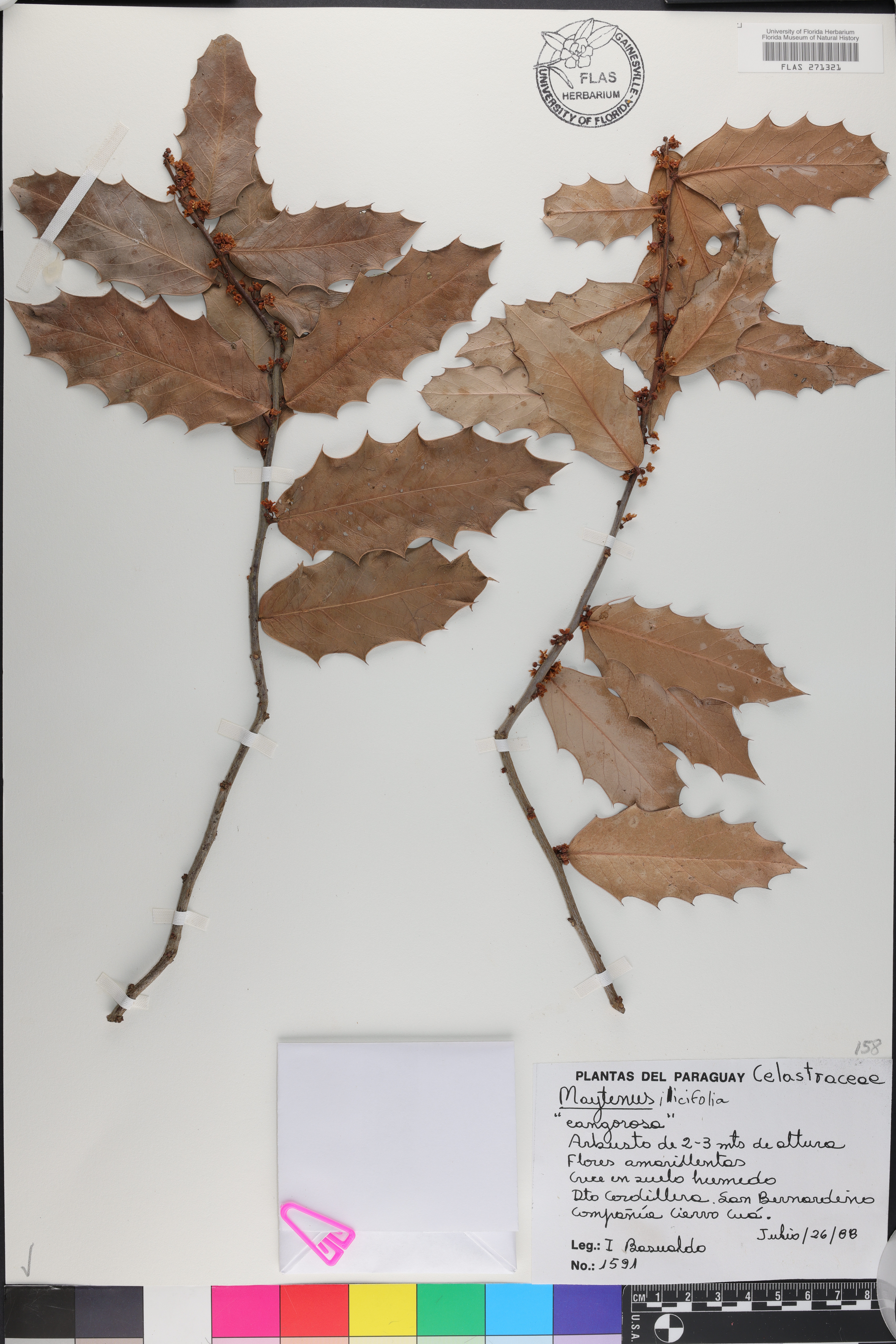 Maytenus ilicifolia image