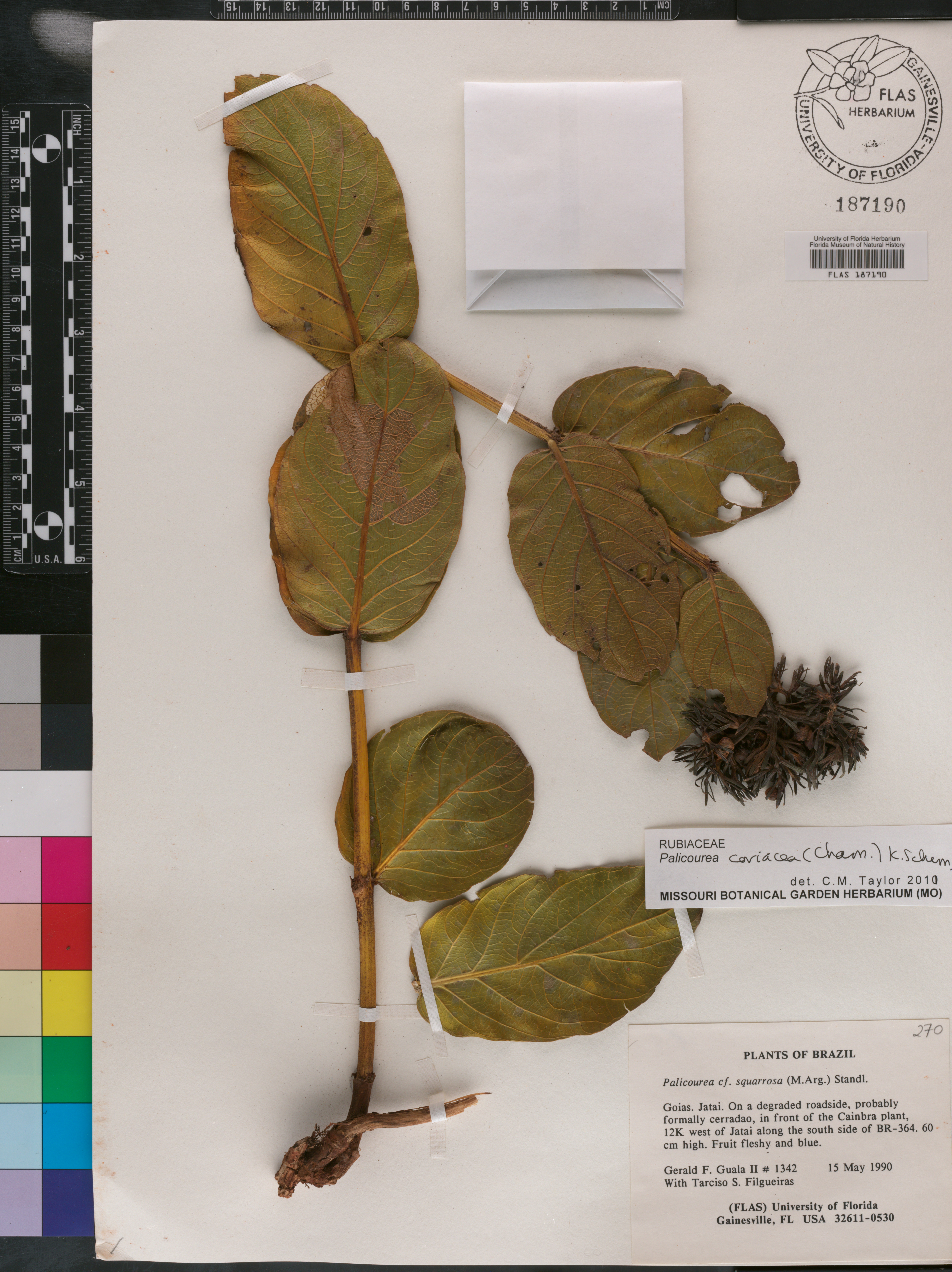 Palicourea coriacea image