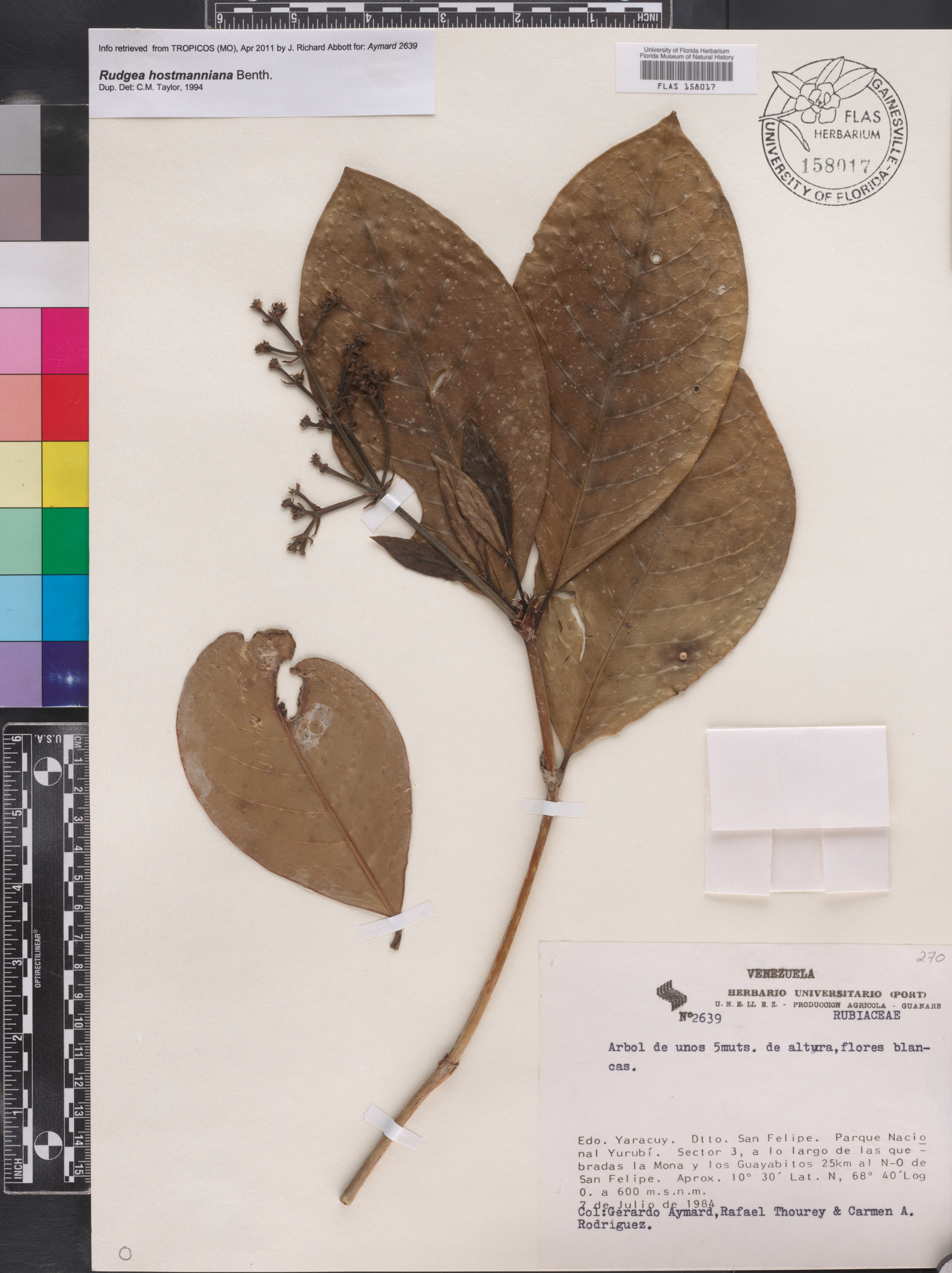 Rudgea hostmanniana image