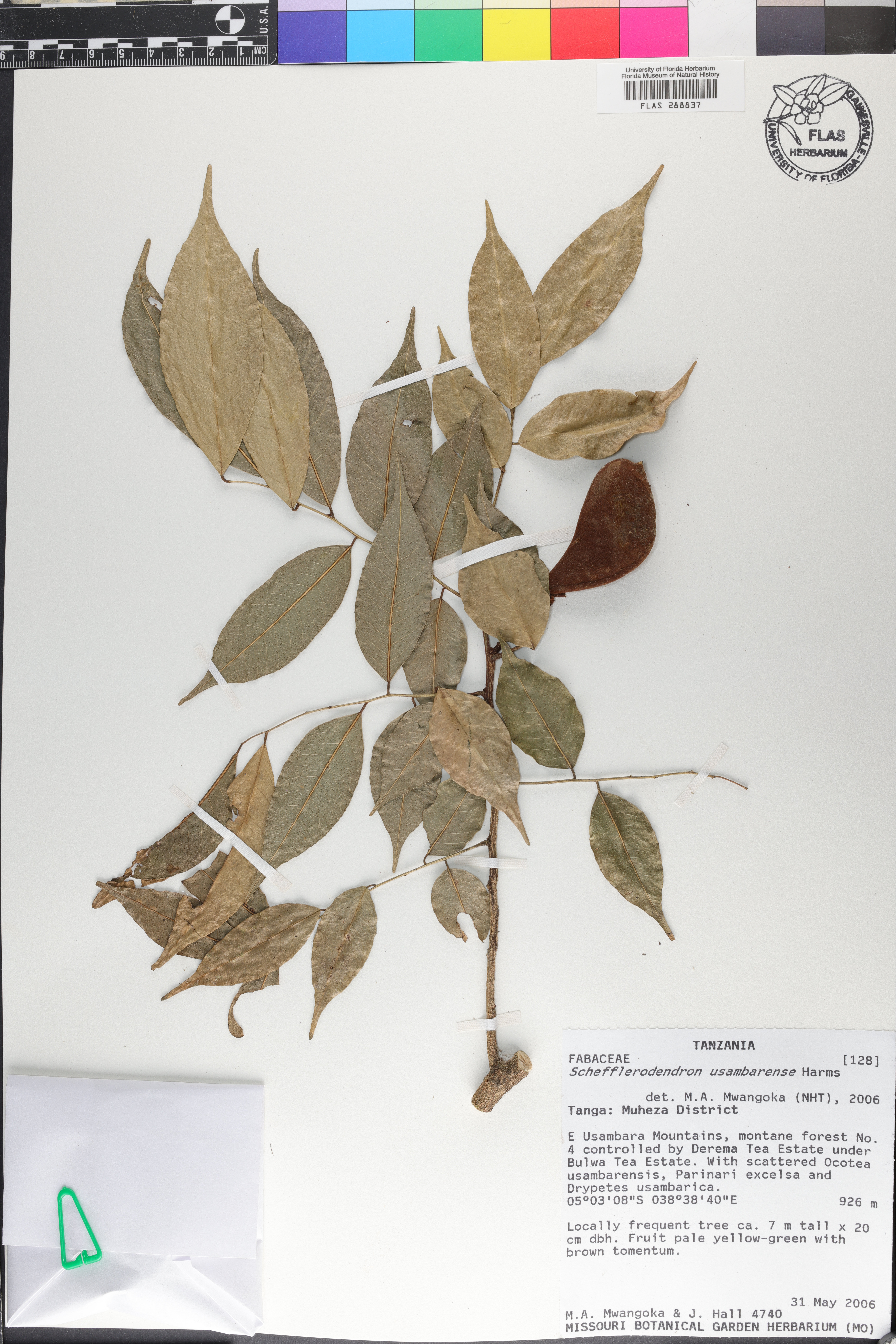 Schefflerodendron image