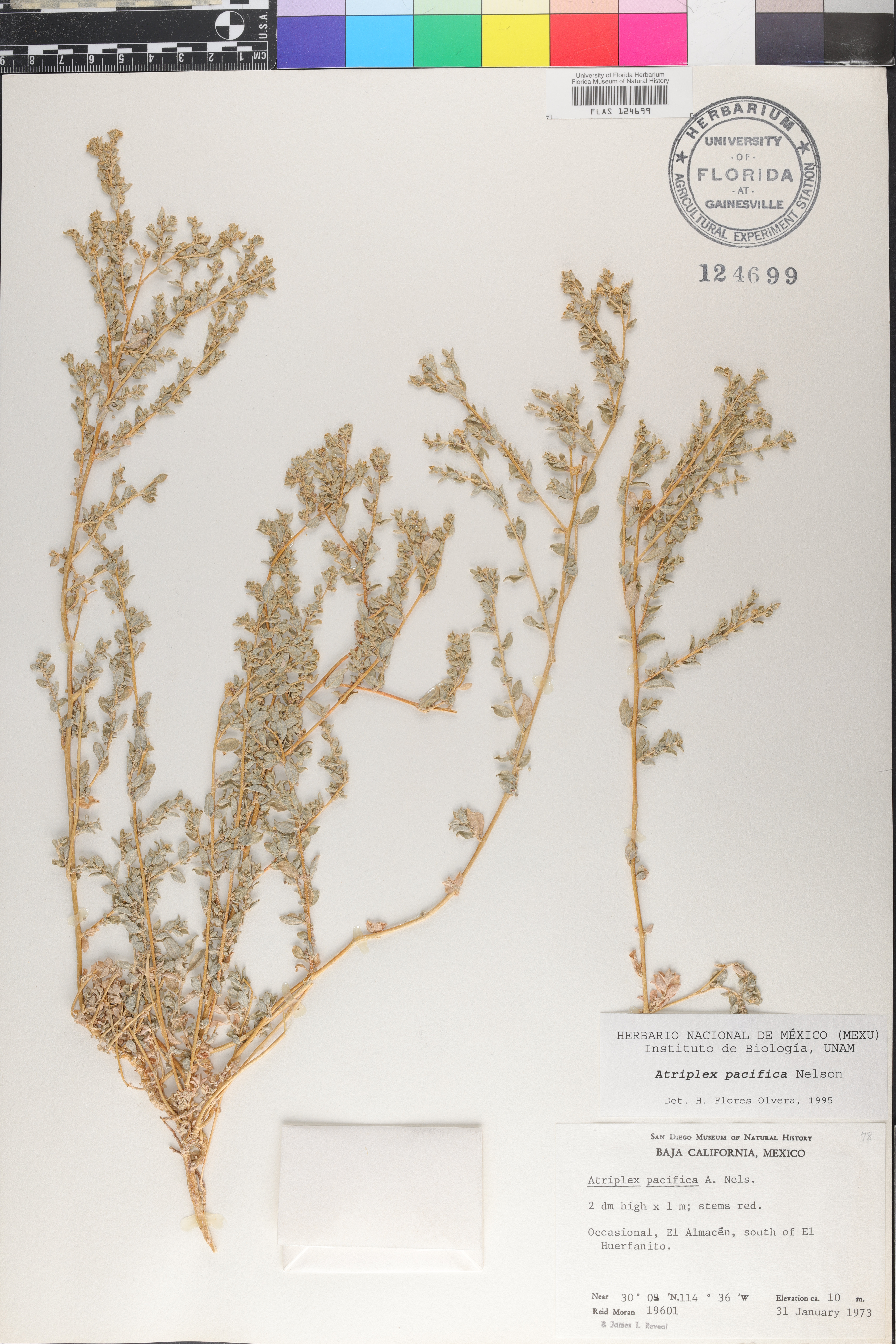 Atriplex pacifica image