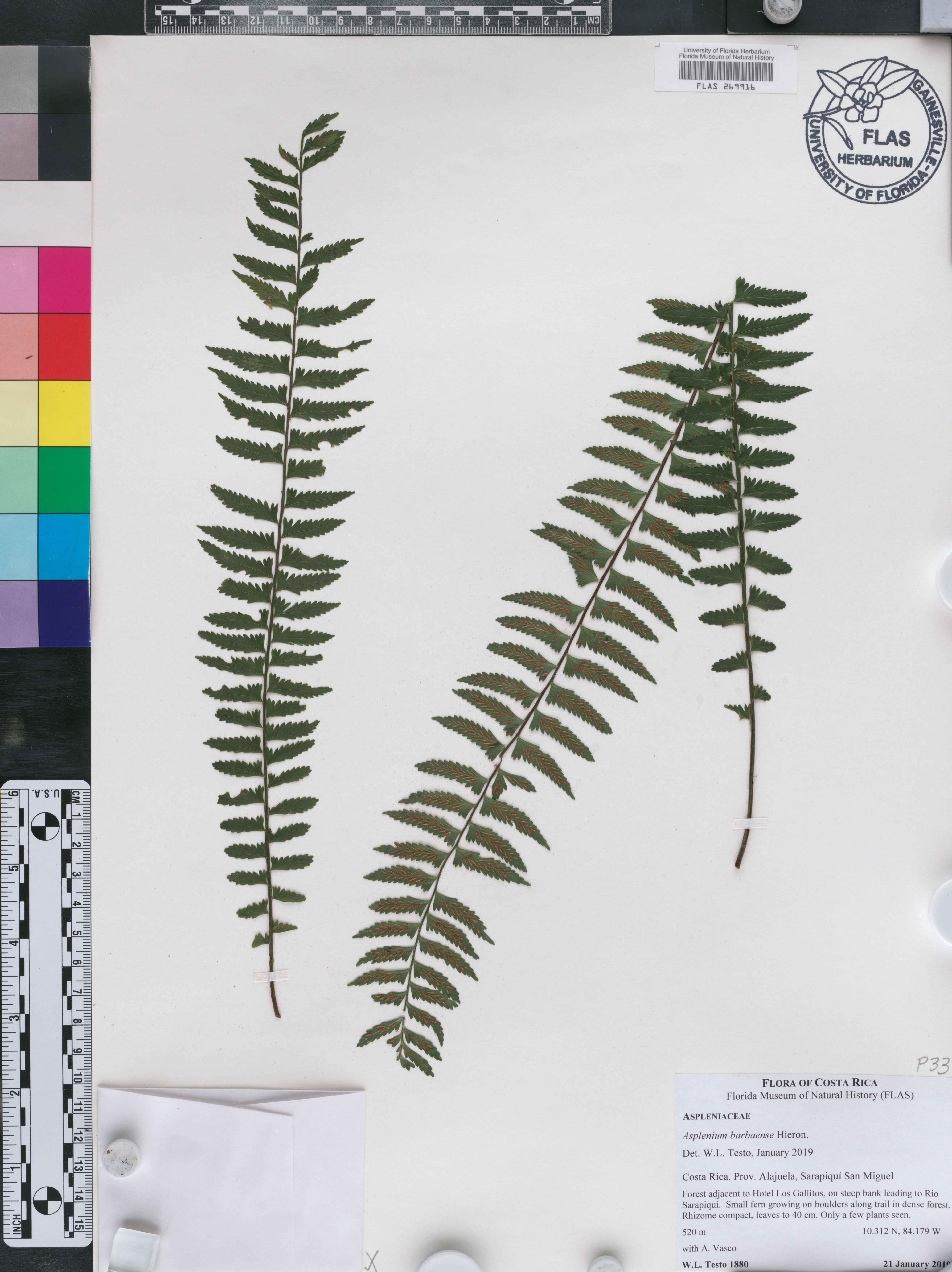 Asplenium barbaense image