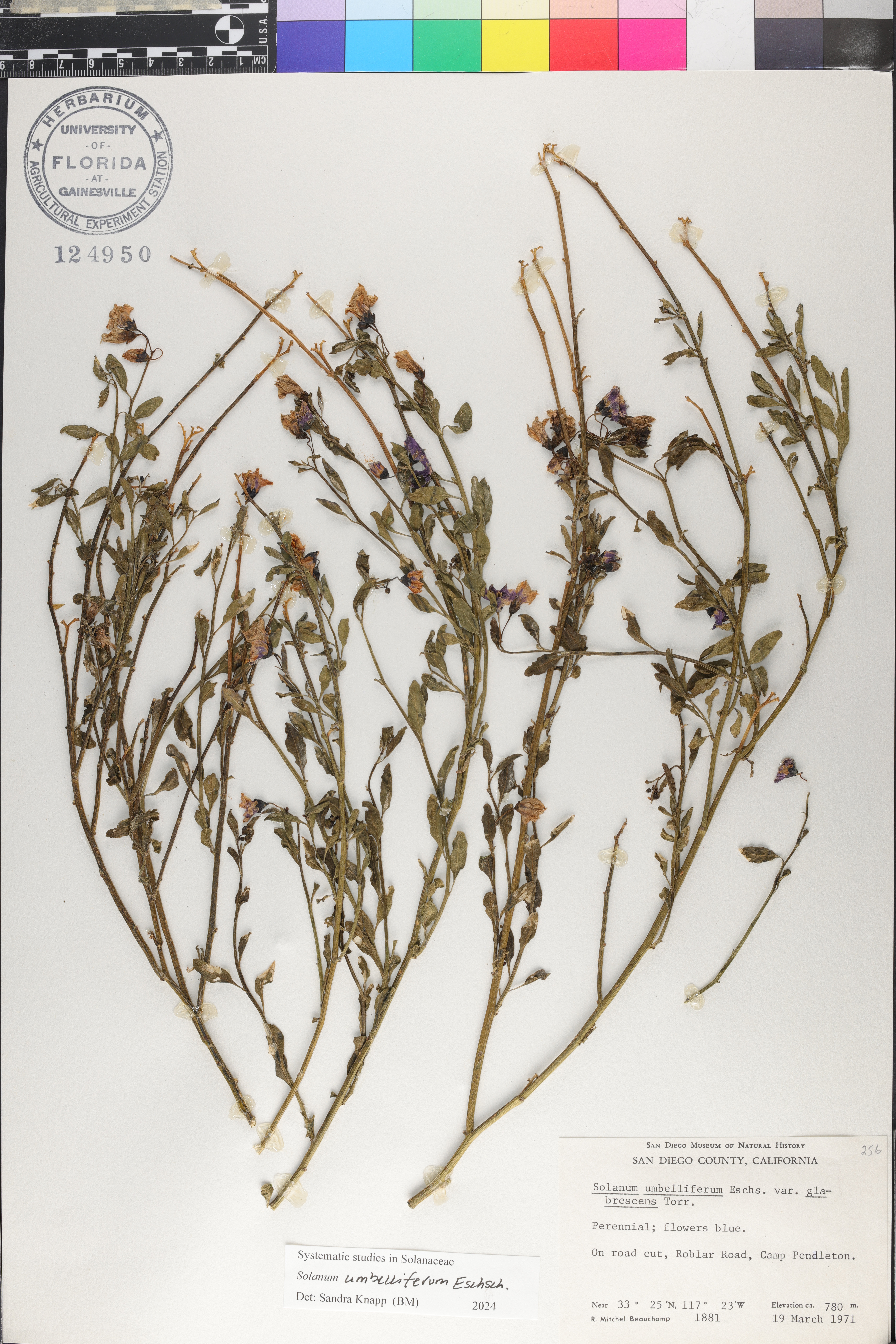 Solanum umbelliferum image