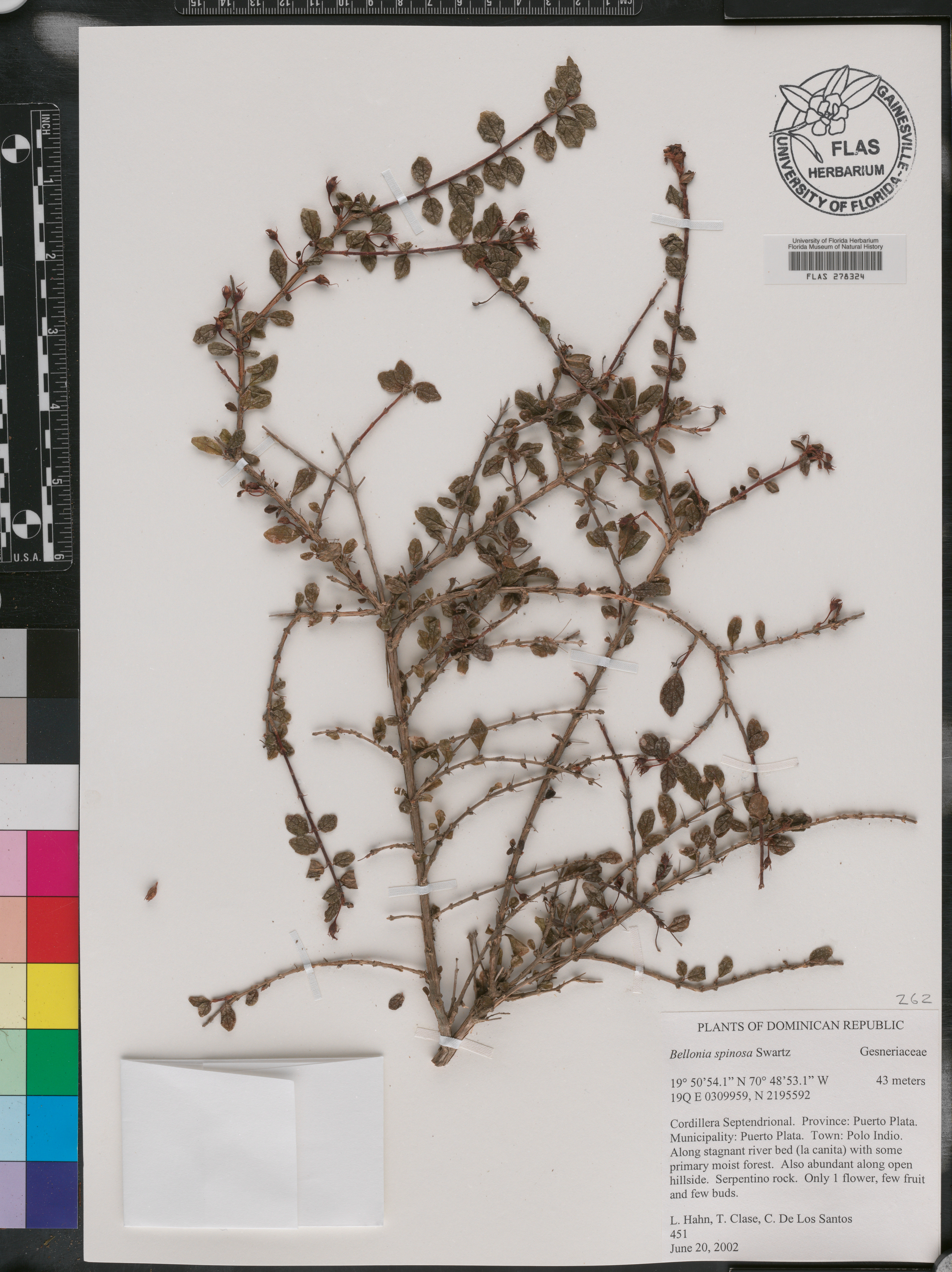 Bellonia spinosa image