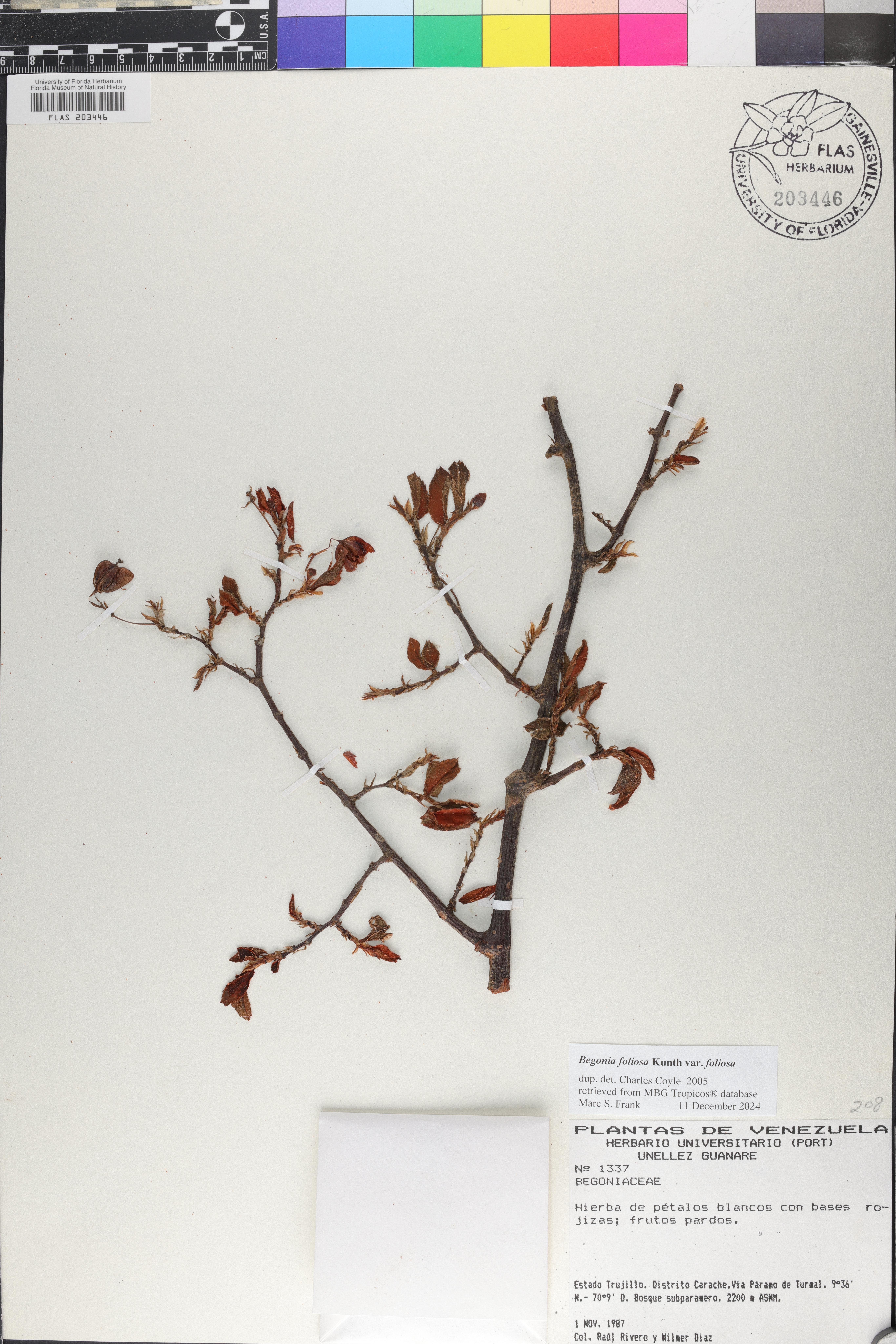 Begonia foliosa image