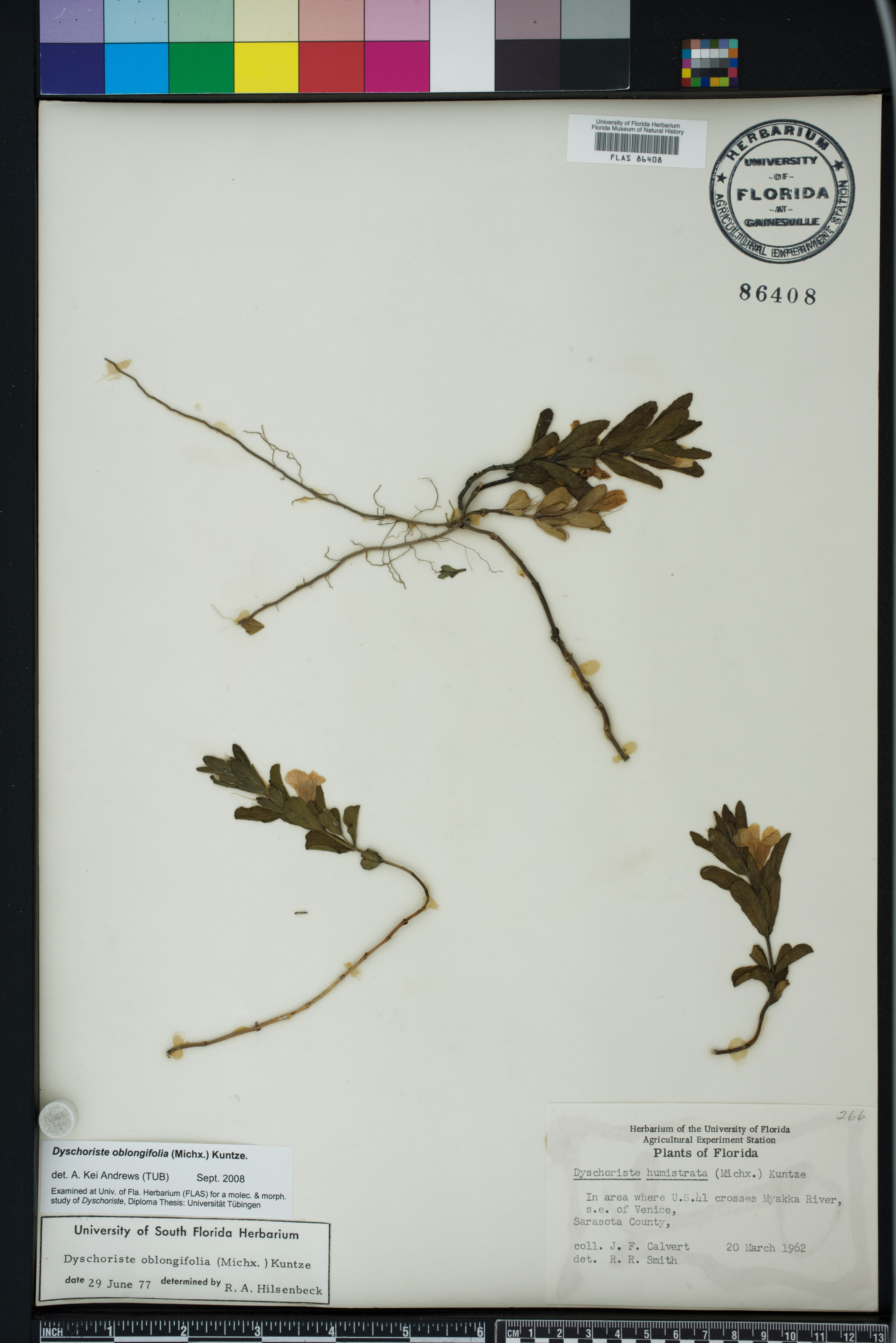 Dyschoriste oblongifolia image