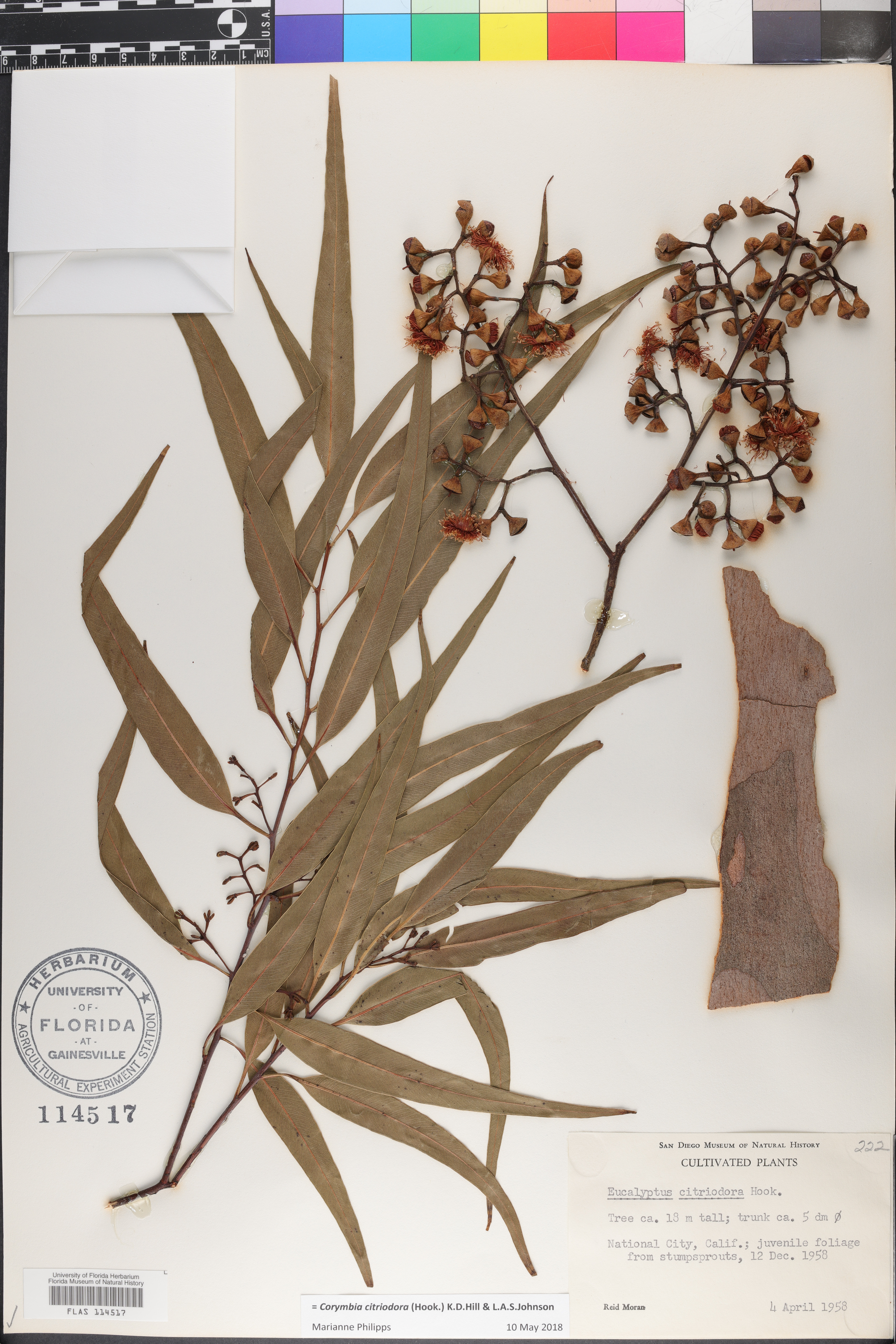 Corymbia citriodora image