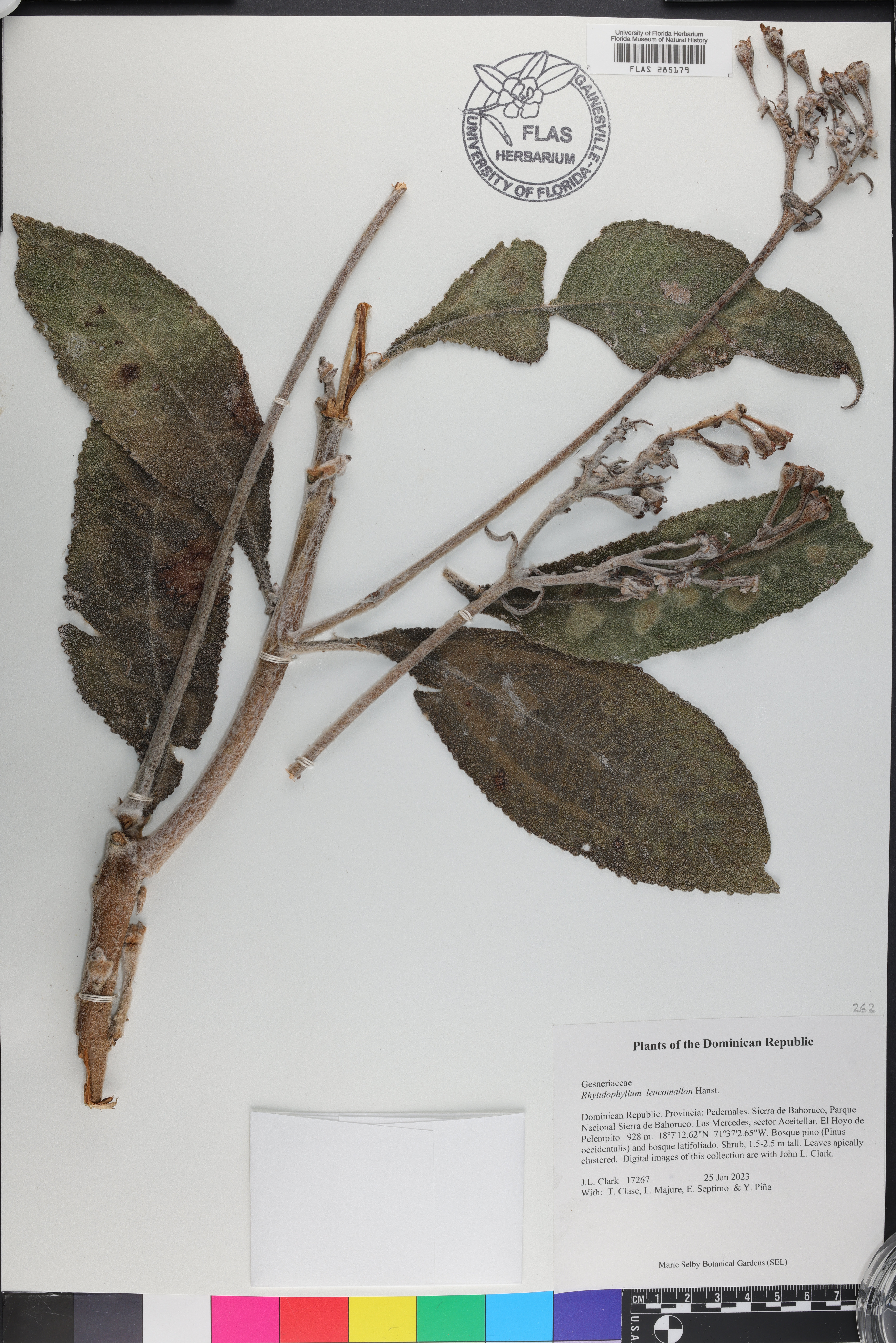Rhytidophyllum leucomallon image