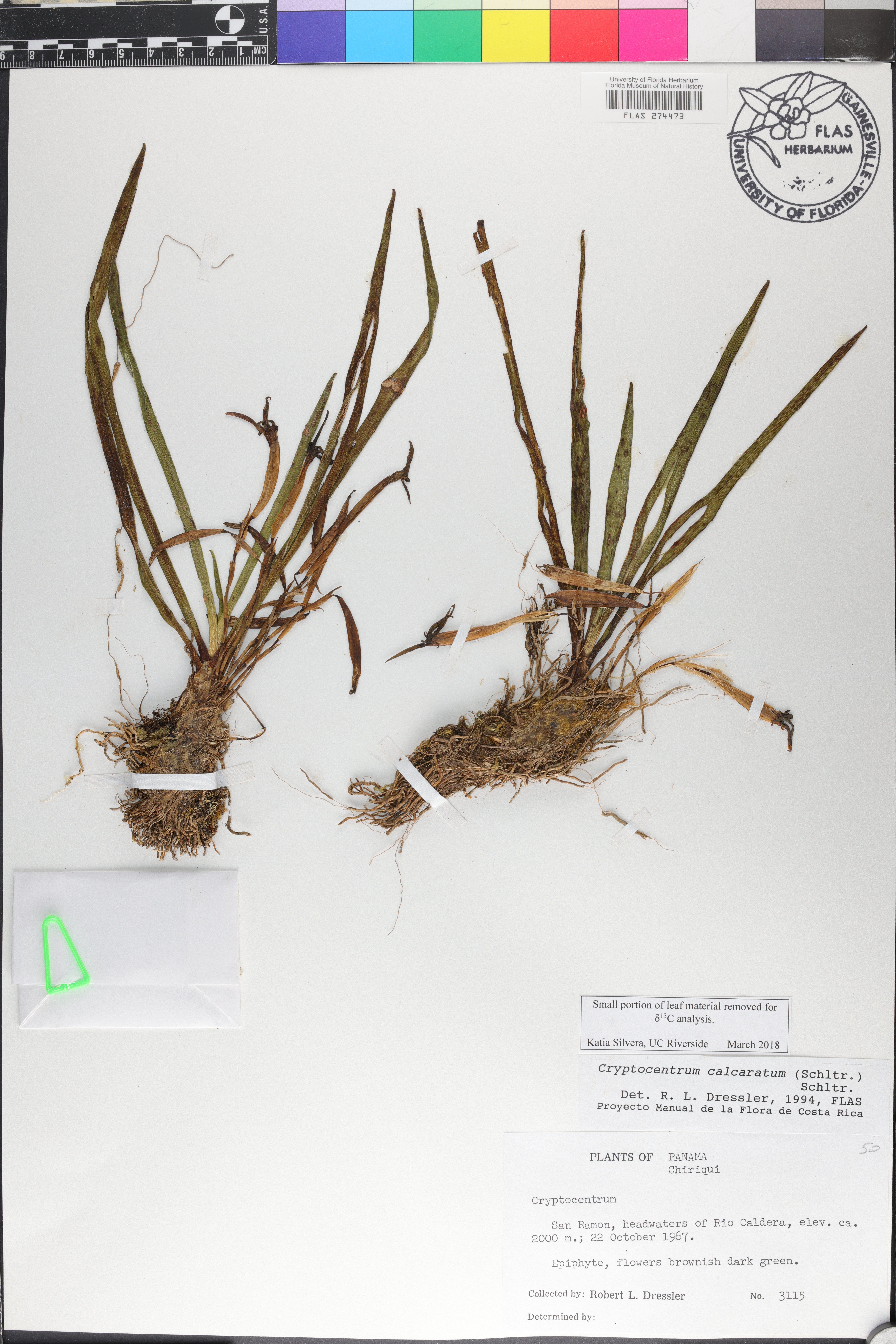 Maxillaria calcarata image