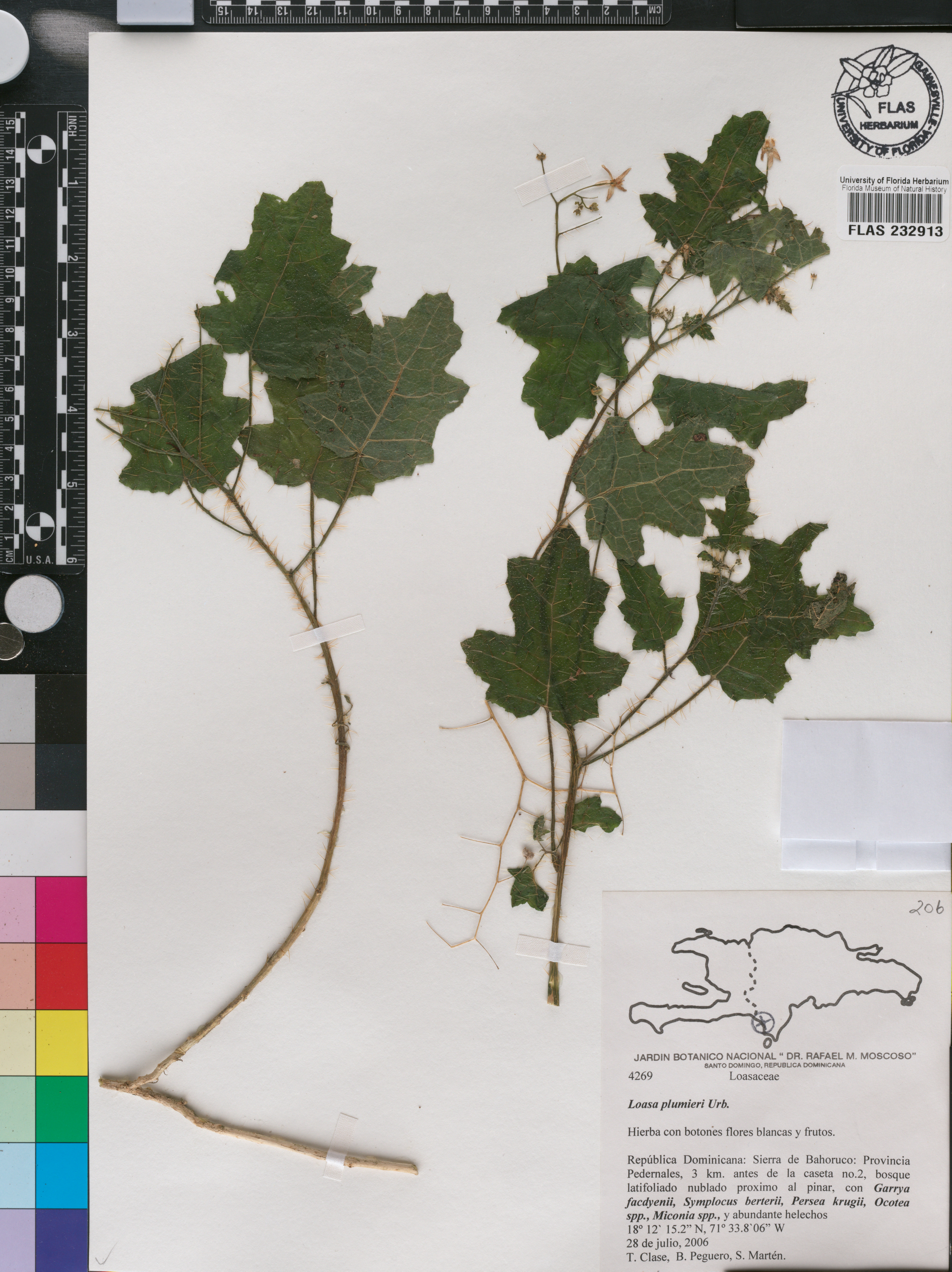 Aosa plumieri image